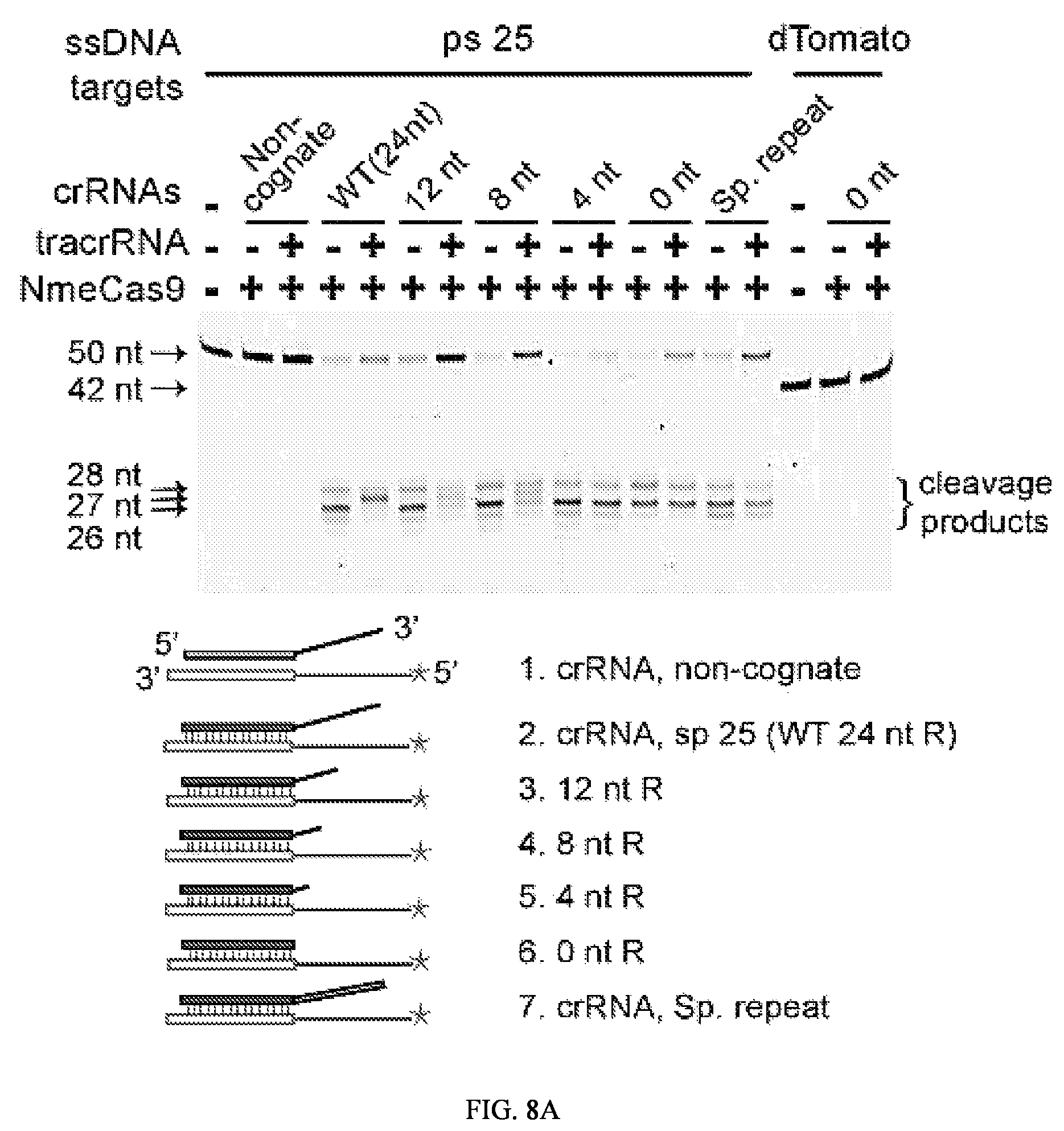Patent US12104183 Figure 11 – DNase H activity of Neisseria meningitidis Cas9