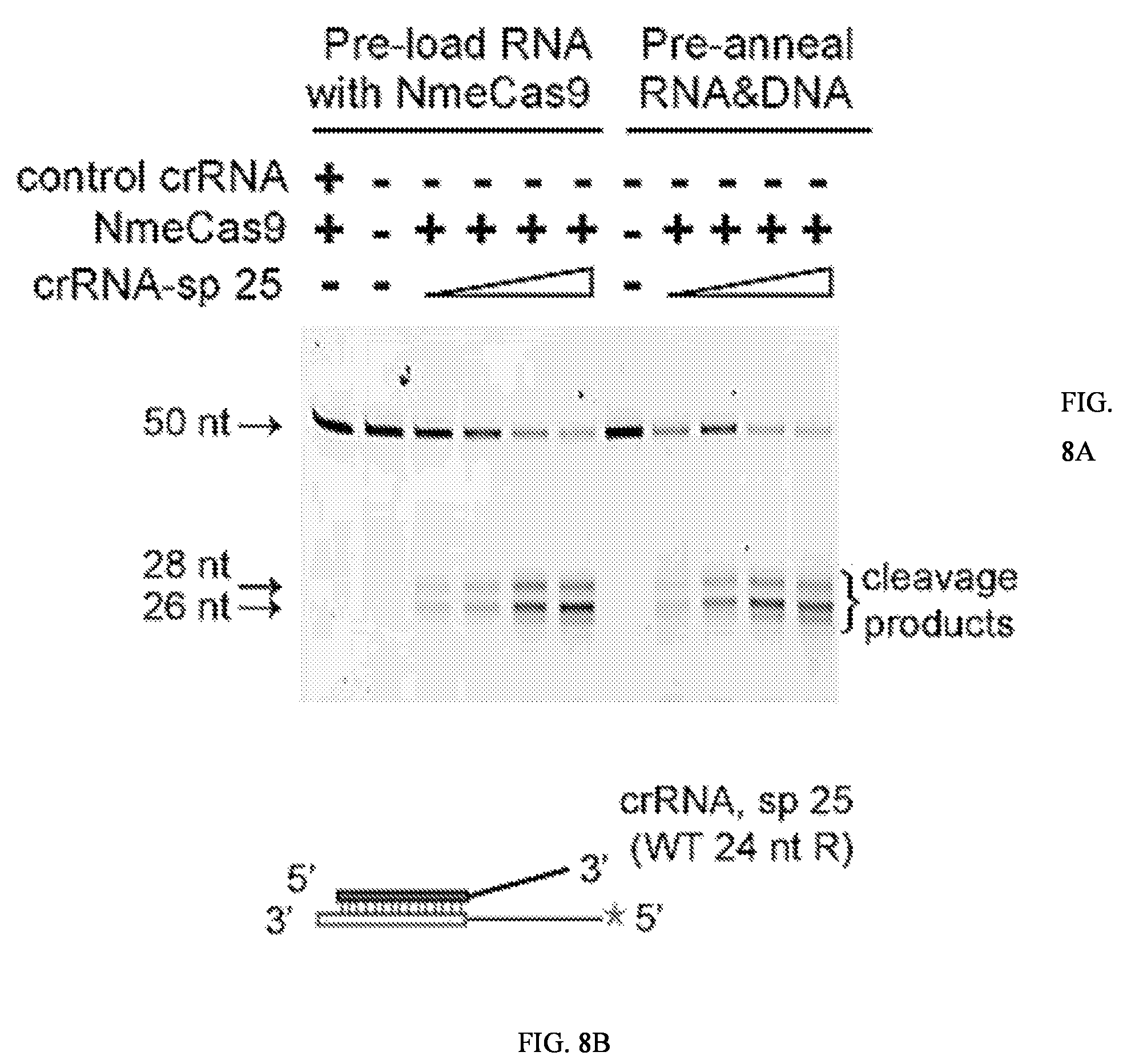 Patent US12104183 Figure 12 – DNase H activity of Neisseria meningitidis Cas9