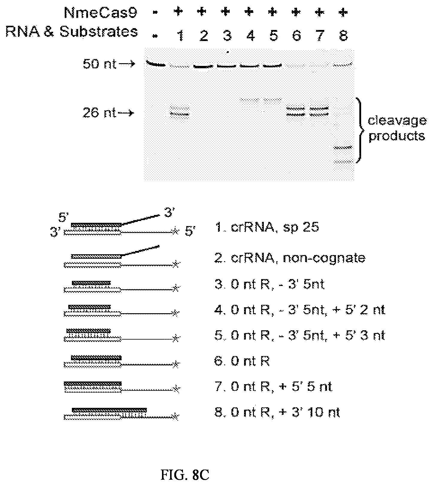 Patent US12104183 Figure 13 – DNase H activity of Neisseria meningitidis Cas9