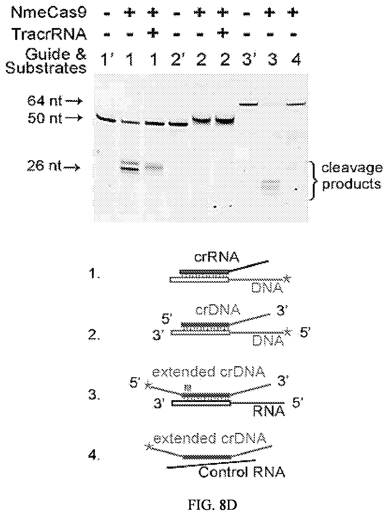Patent US12104183 Figure 14 – DNase H activity of Neisseria meningitidis Cas9