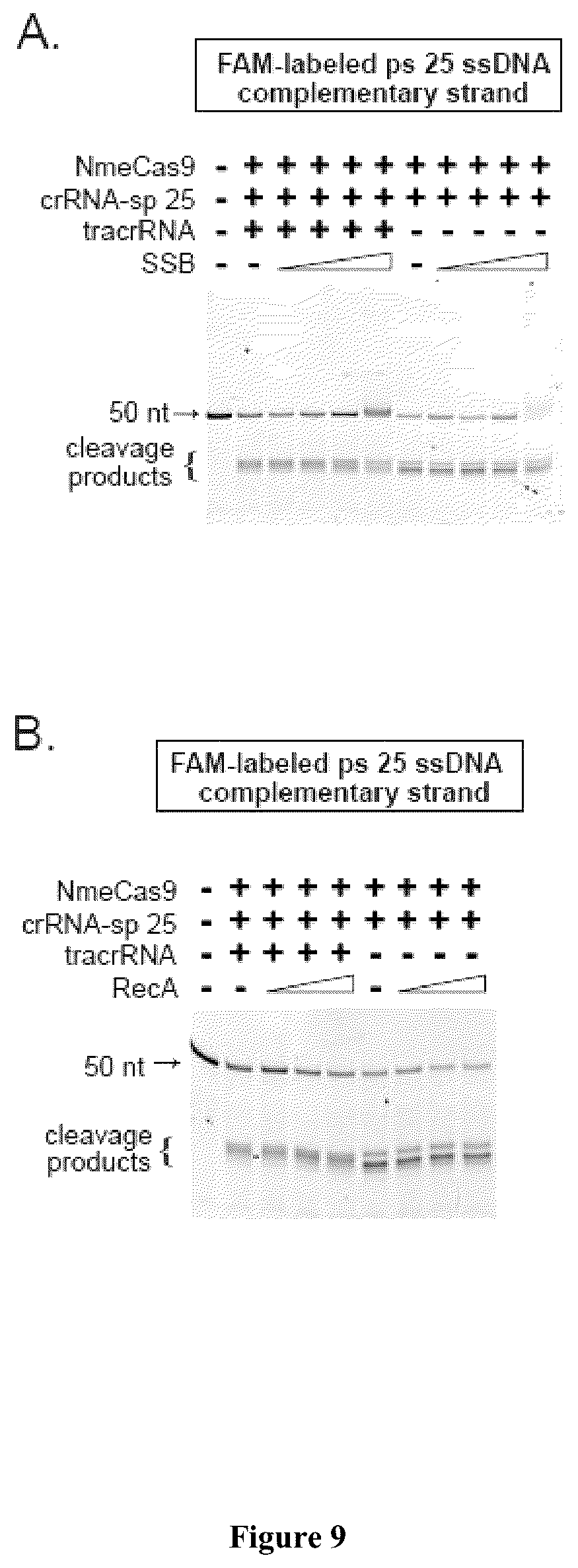 Patent US12104183 Figure 15 – DNase H activity of Neisseria meningitidis Cas9