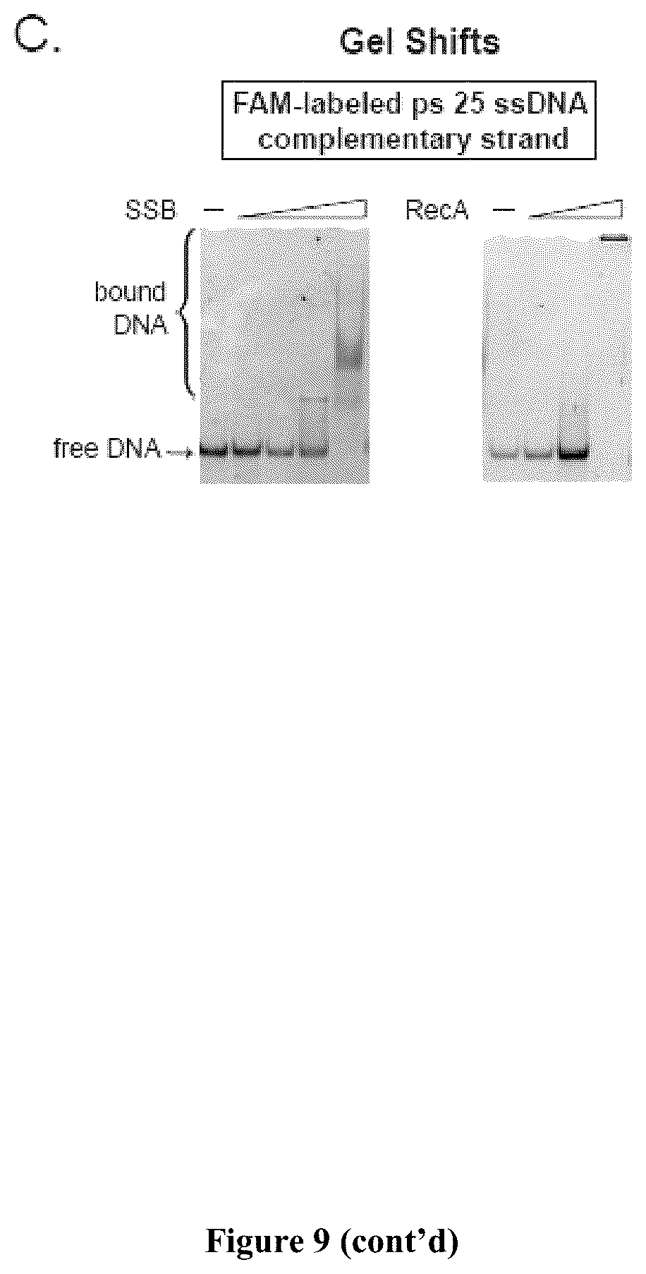 Patent US12104183 Figure 16 – DNase H activity of Neisseria meningitidis Cas9
