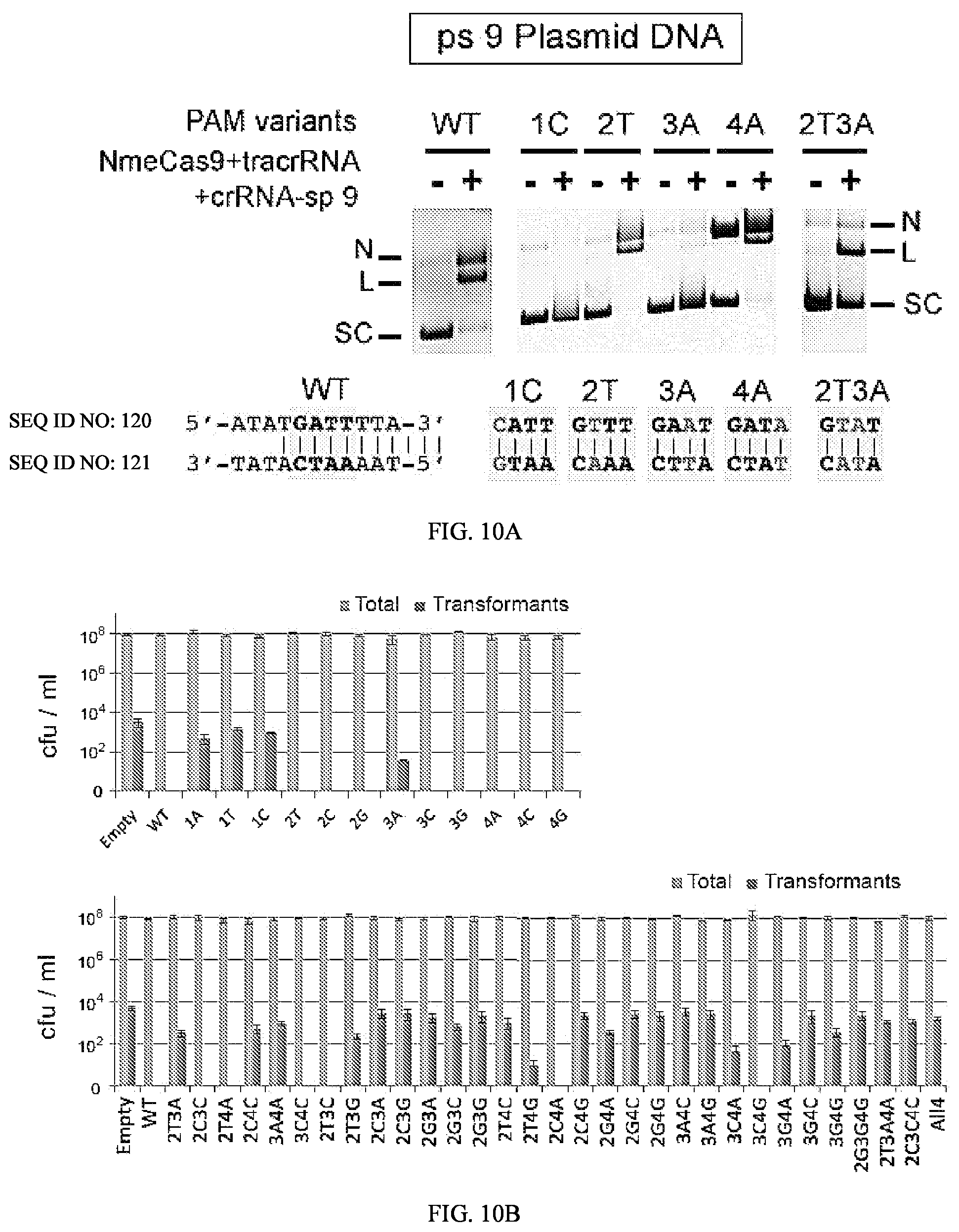 Patent US12104183 Figure 17 – DNase H activity of Neisseria meningitidis Cas9