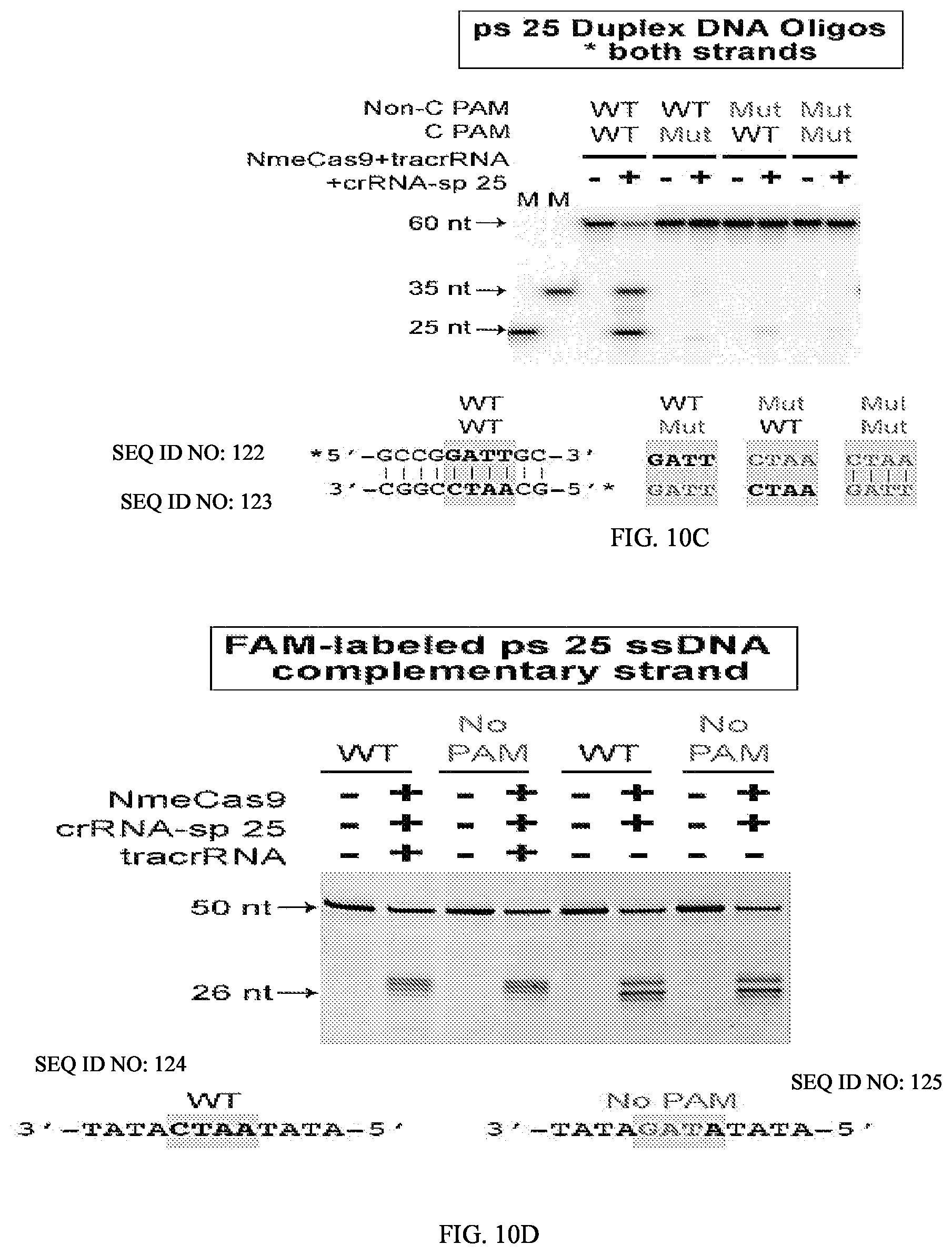 Patent US12104183 Figure 18 – DNase H activity of Neisseria meningitidis Cas9
