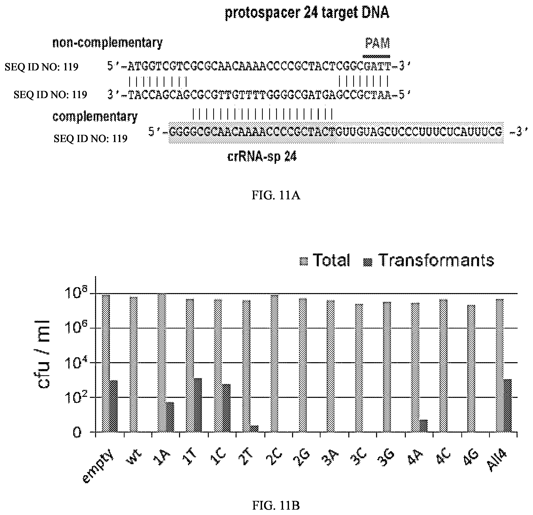 Patent US12104183 Figure 19 – DNase H activity of Neisseria meningitidis Cas9