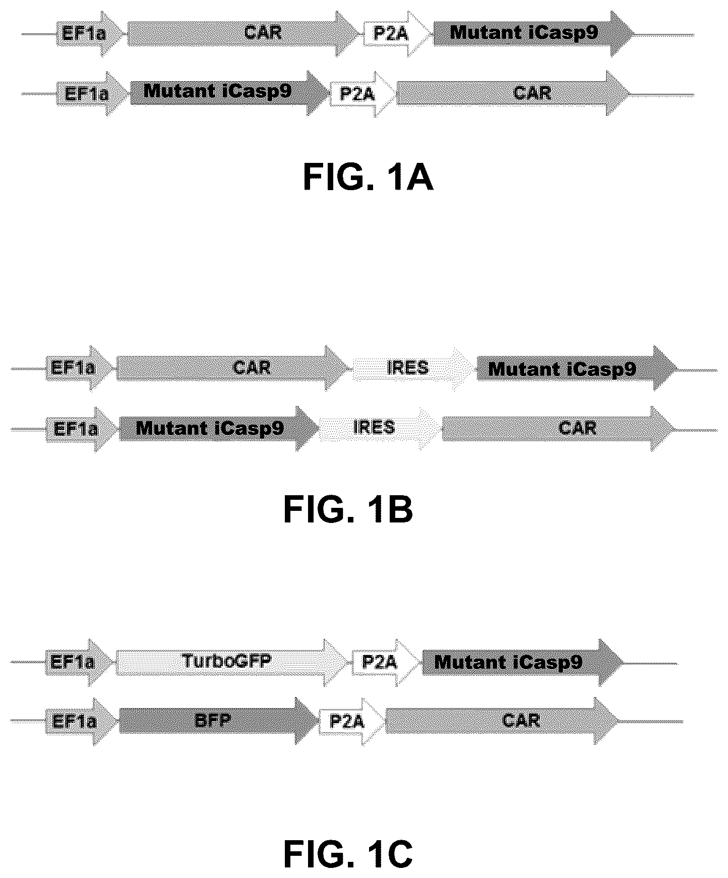 Patent US12104188 Figure 1 – Modified caspase-9 polypeptides and methods of use thereof
