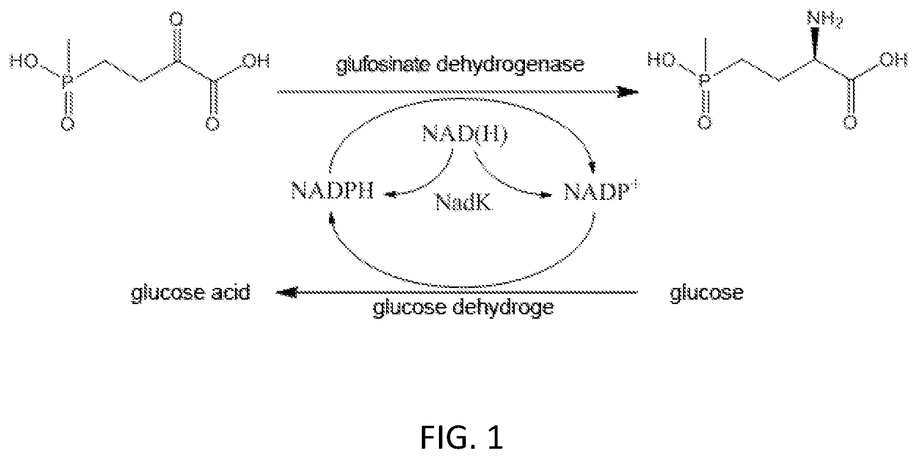 Patent US12104191 Figure 1 – Cofactor self-sufficient Escherichia coli and construction method and application thereof