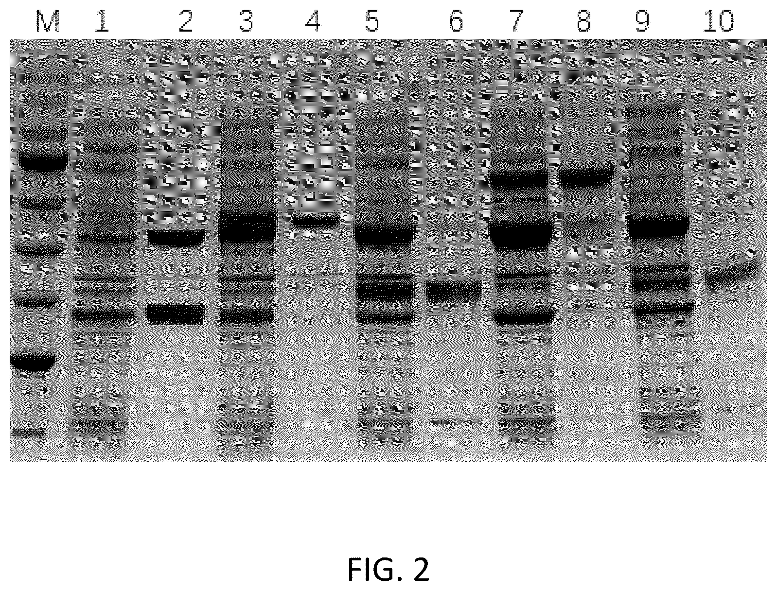 Patent US12104191 Figure 2 – Cofactor self-sufficient Escherichia coli and construction method and application thereof