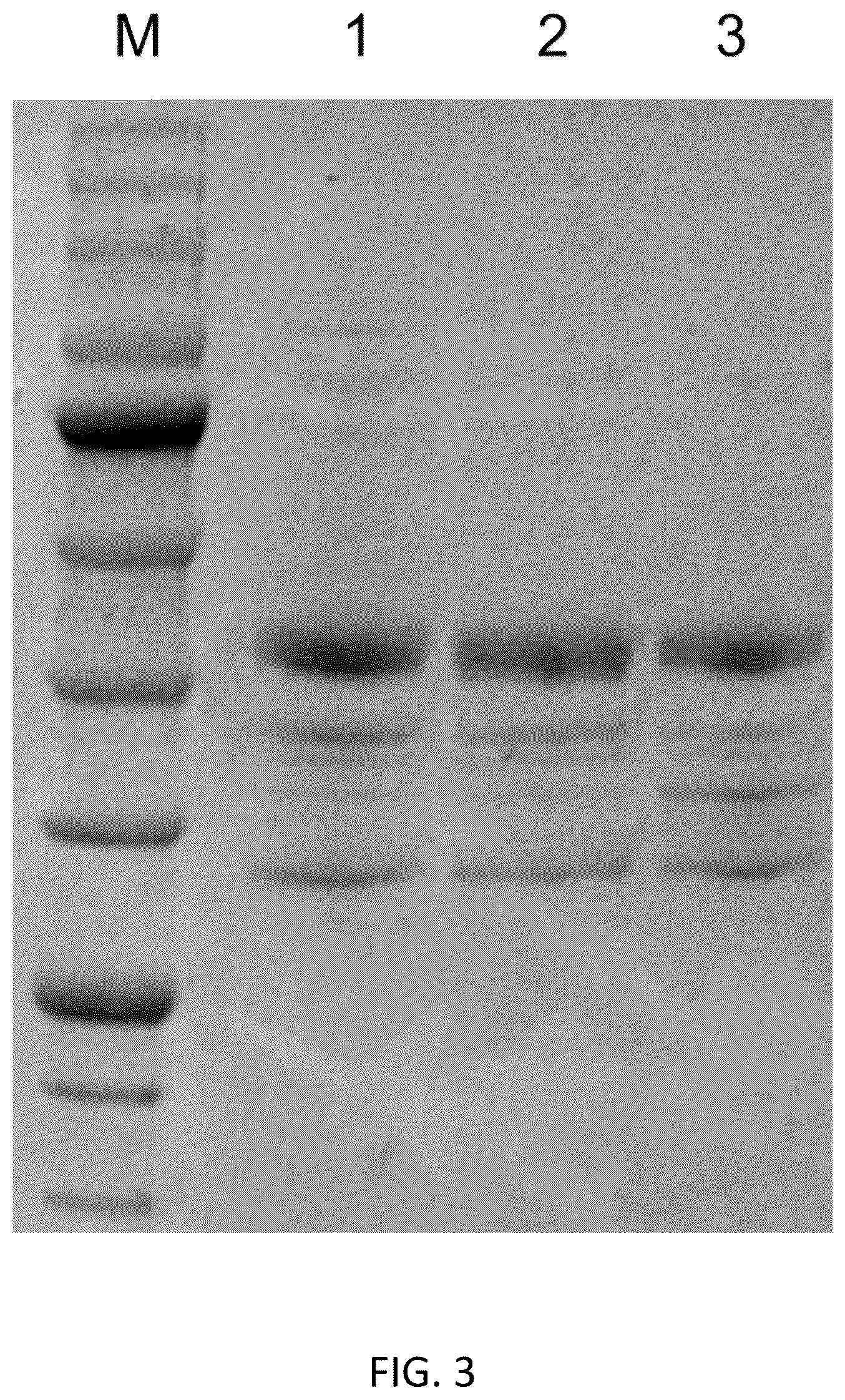 Patent US12104191 Figure 3 – Cofactor self-sufficient Escherichia coli and construction method and application thereof