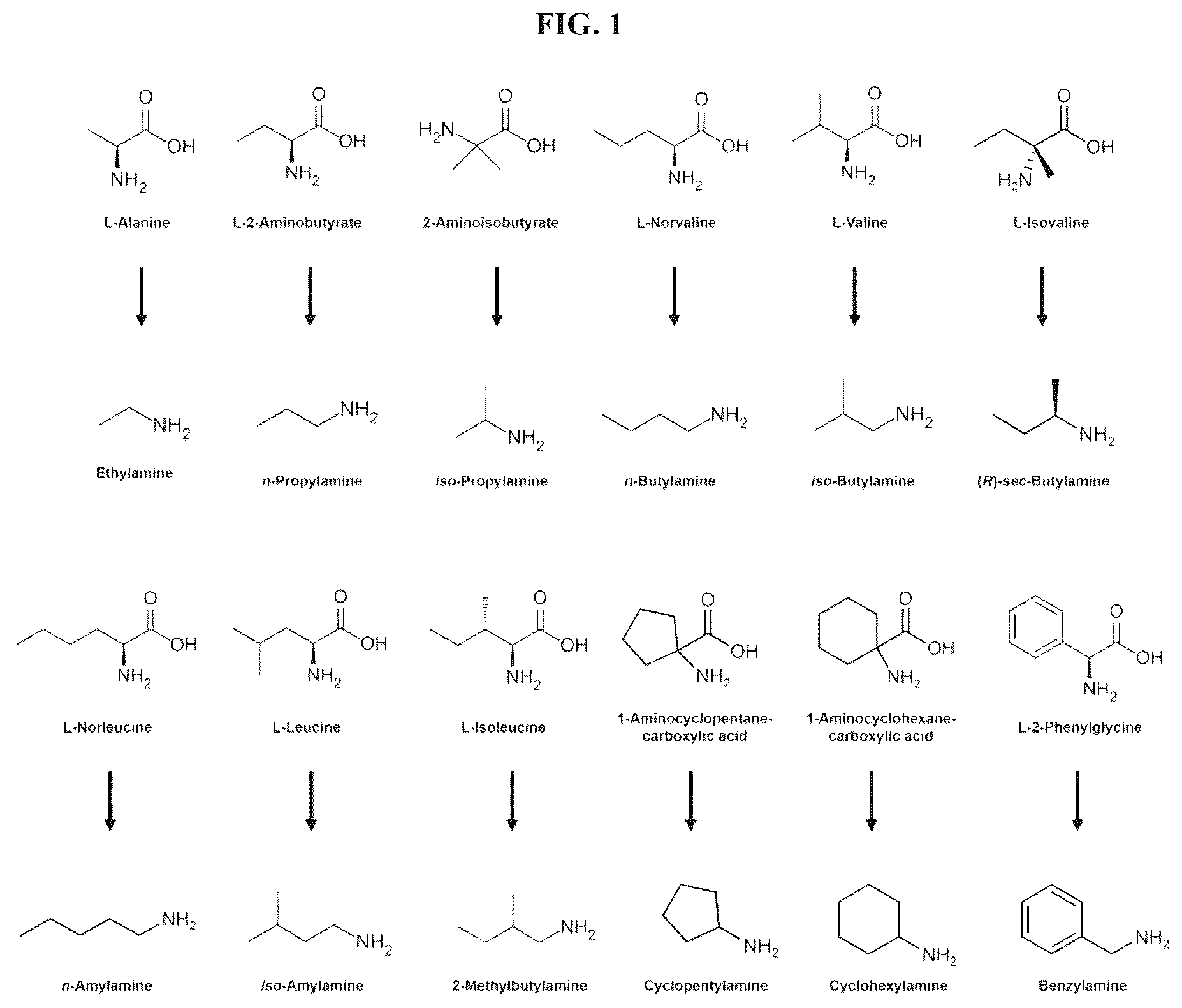 Patent US12104192 Figure 1 – Method of preparing primary amines from amino acids using enzymatic conversion