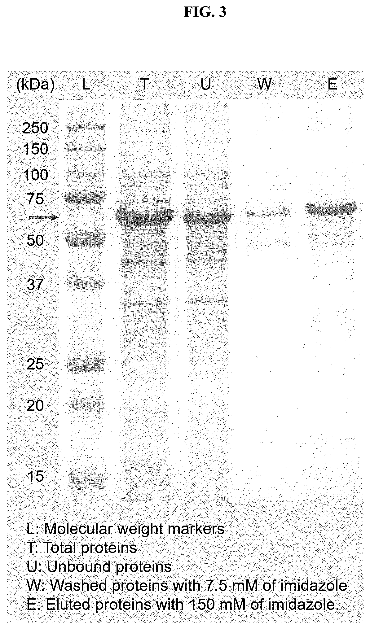 Patent US12104192 Figure 3 – Method of preparing primary amines from amino acids using enzymatic conversion