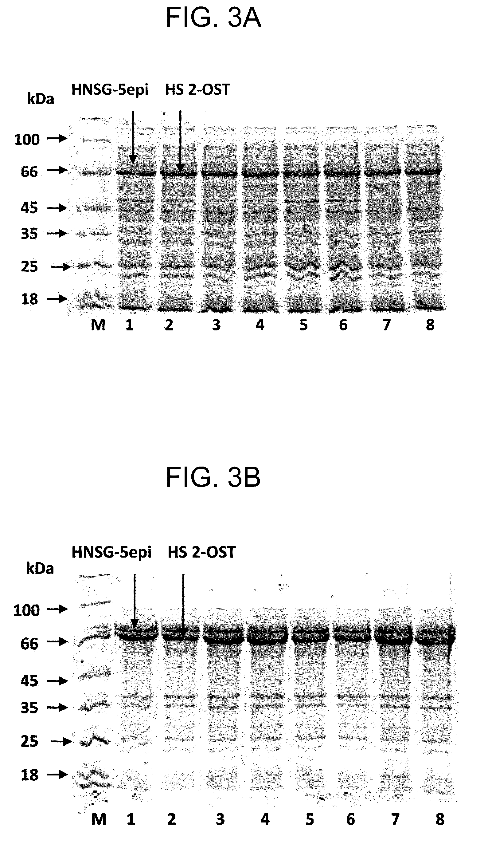 Patent US12104193 Figure 3 – Method for enzymatic sulfurylation of alcohols and amines using bacterium of the family Enterobacteriaceae