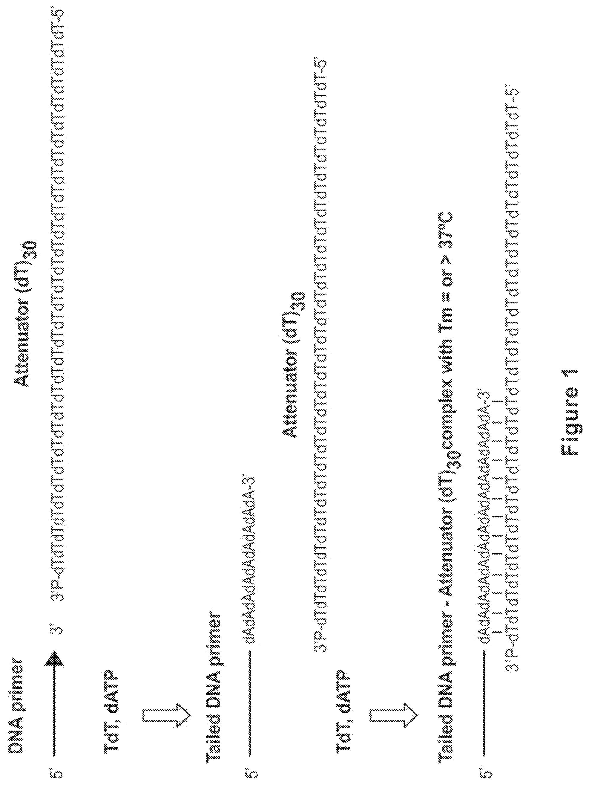 Patent US12104194 Figure 1 – Methods and compositions for size-controlled homopolymer tailing of substrate polynucleotides by a nucleic acid polymerase