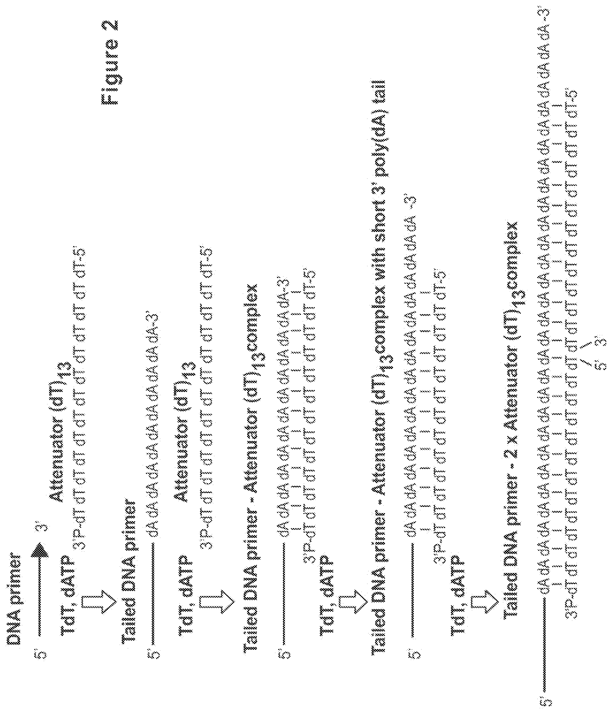 Patent US12104194 Figure 2 – Methods and compositions for size-controlled homopolymer tailing of substrate polynucleotides by a nucleic acid polymerase