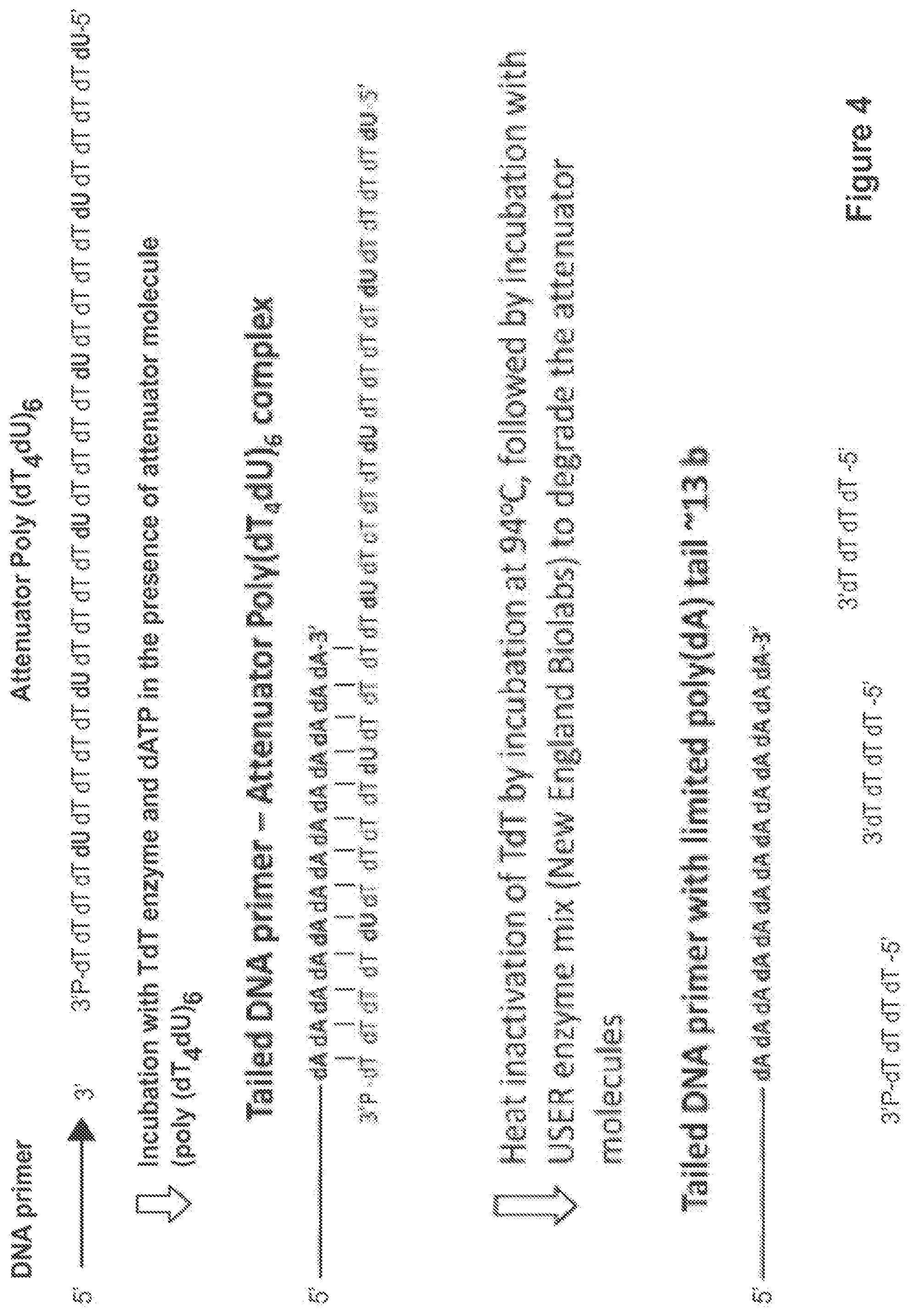 Patent US12104194 Figure 4 – Methods and compositions for size-controlled homopolymer tailing of substrate polynucleotides by a nucleic acid polymerase