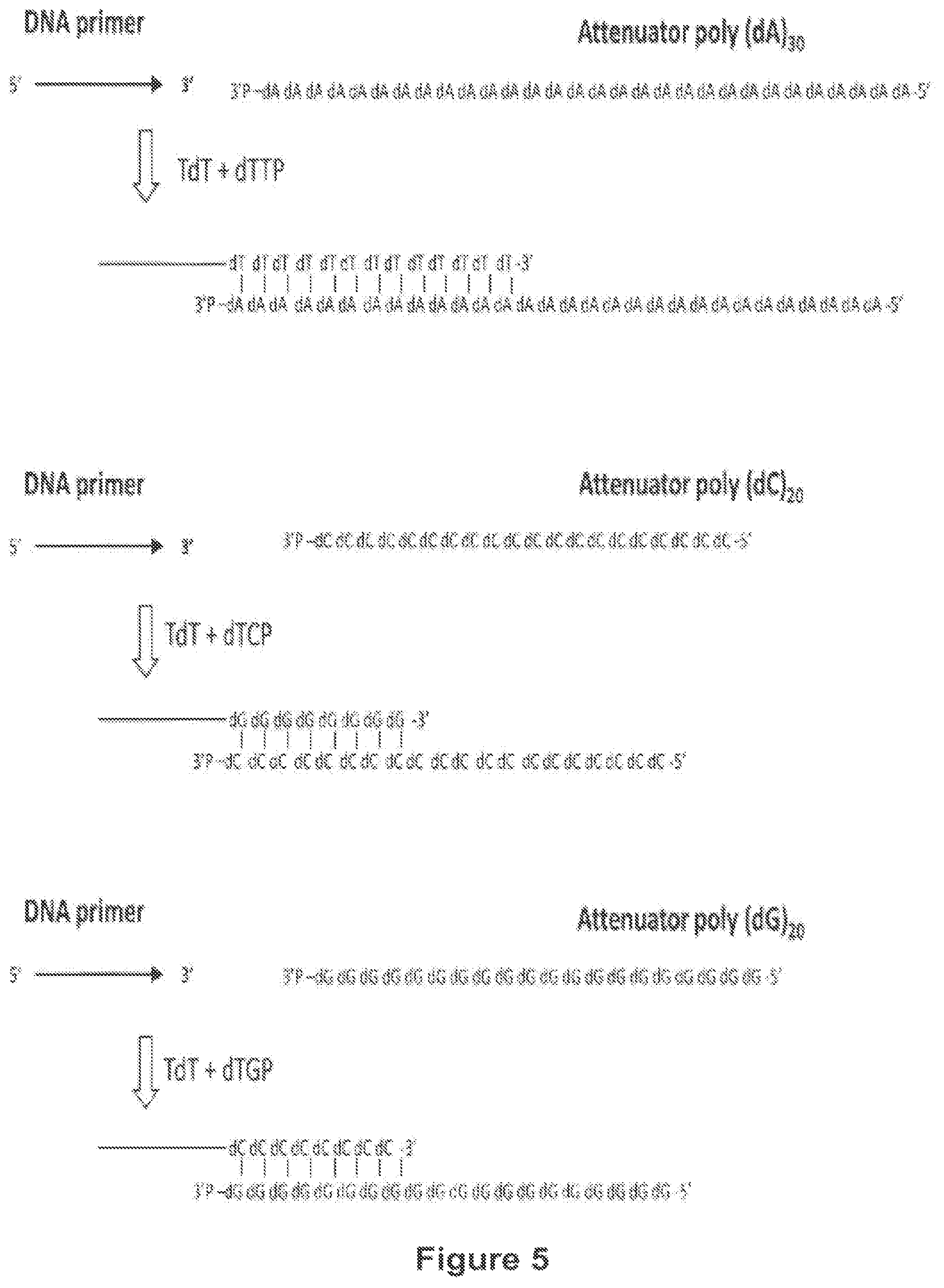 Patent US12104194 Figure 5 – Methods and compositions for size-controlled homopolymer tailing of substrate polynucleotides by a nucleic acid polymerase