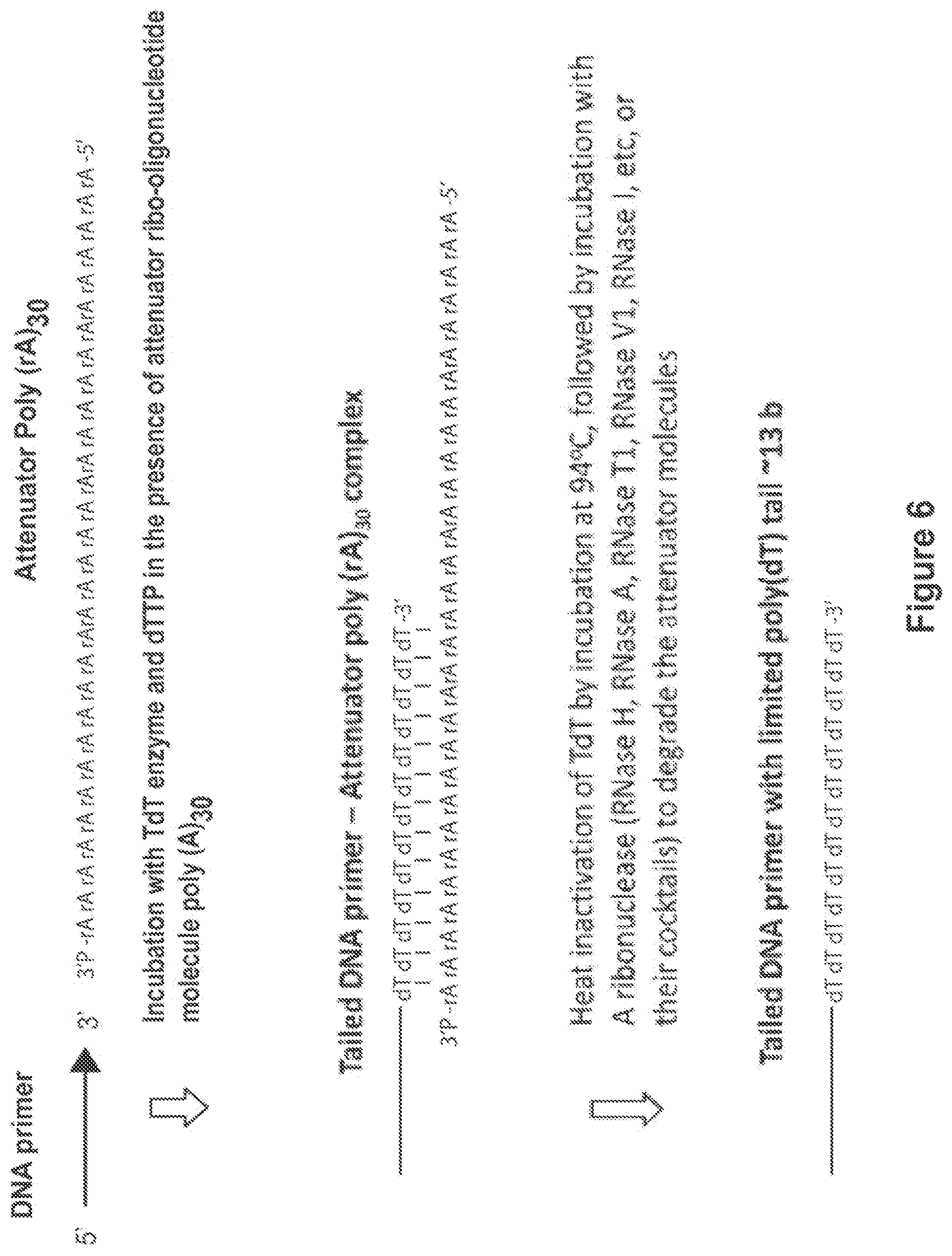 Patent US12104194 Figure 6 – Methods and compositions for size-controlled homopolymer tailing of substrate polynucleotides by a nucleic acid polymerase