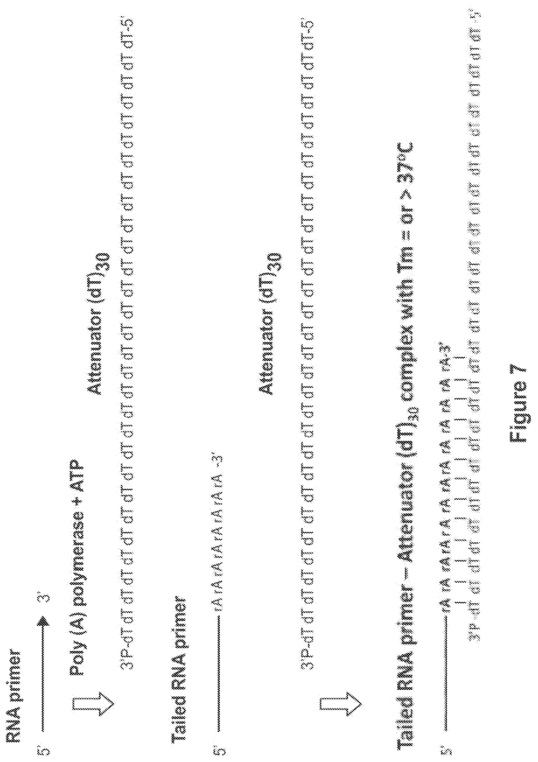 Patent US12104194 Figure 7 – Methods and compositions for size-controlled homopolymer tailing of substrate polynucleotides by a nucleic acid polymerase