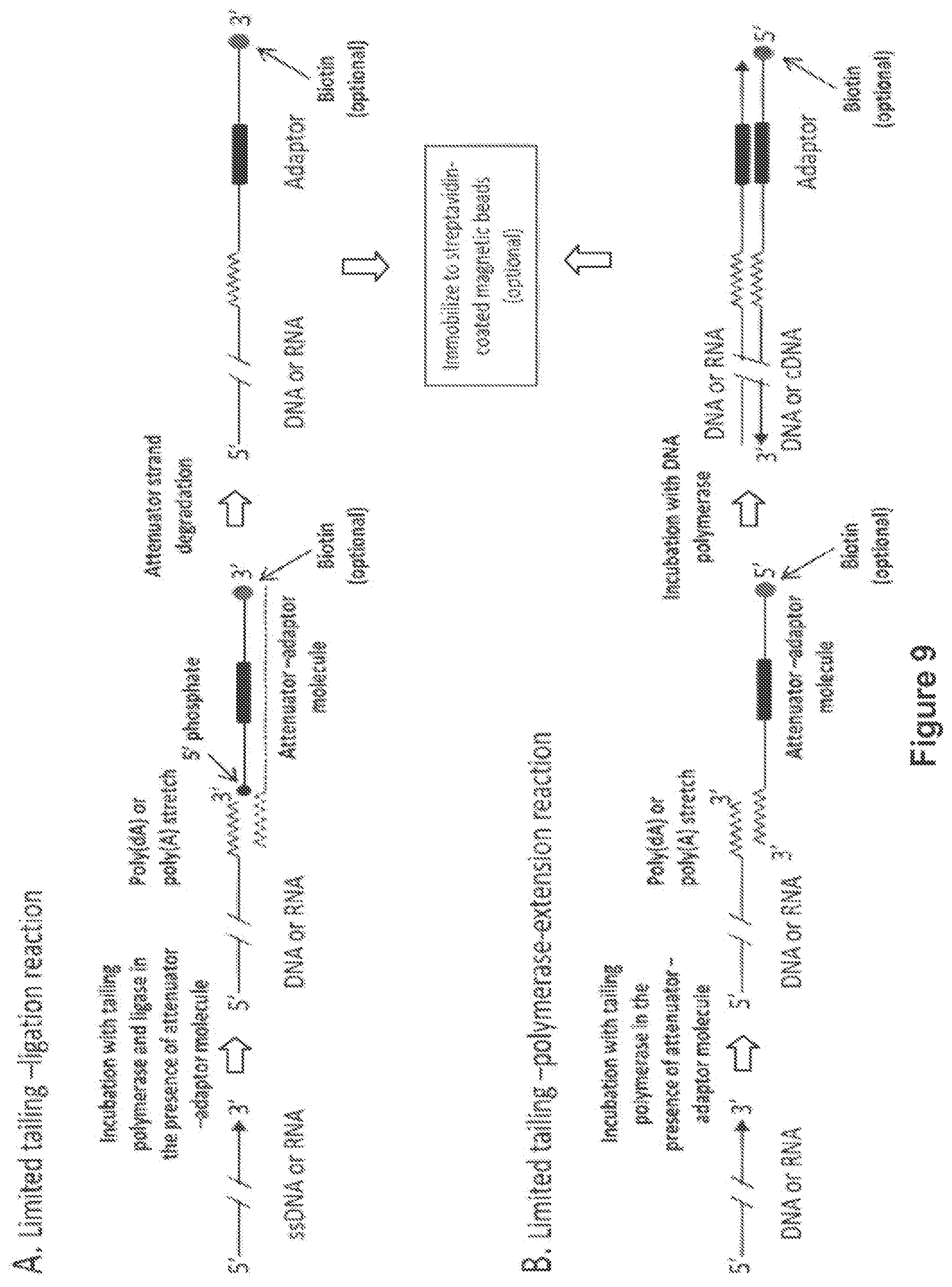 Patent US12104194 Figure 9 – Methods and compositions for size-controlled homopolymer tailing of substrate polynucleotides by a nucleic acid polymerase