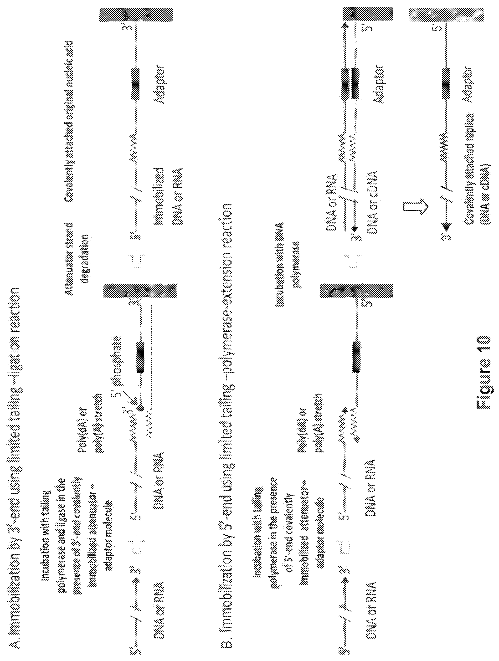 Patent US12104194 Figure 10 – Methods and compositions for size-controlled homopolymer tailing of substrate polynucleotides by a nucleic acid polymerase