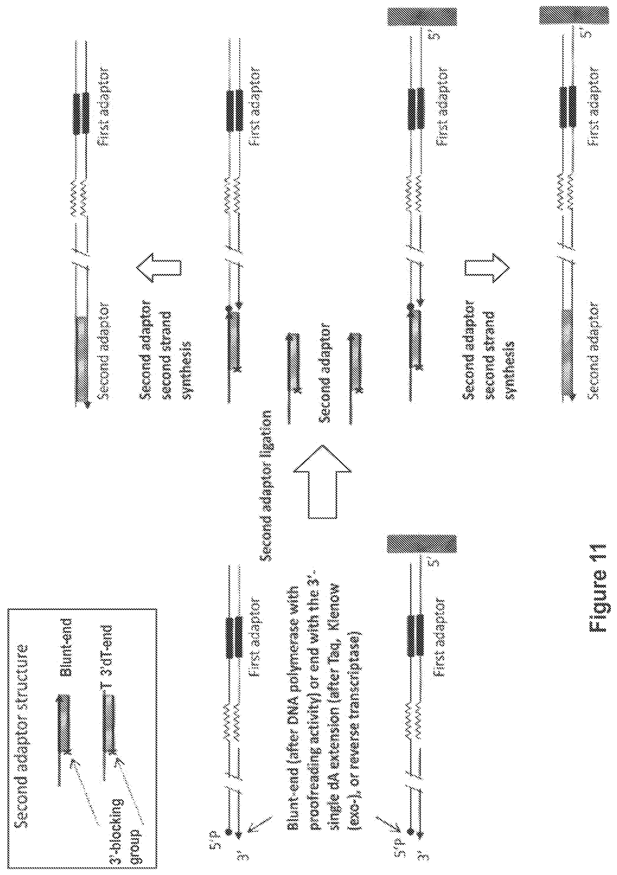 Patent US12104194 Figure 11 – Methods and compositions for size-controlled homopolymer tailing of substrate polynucleotides by a nucleic acid polymerase