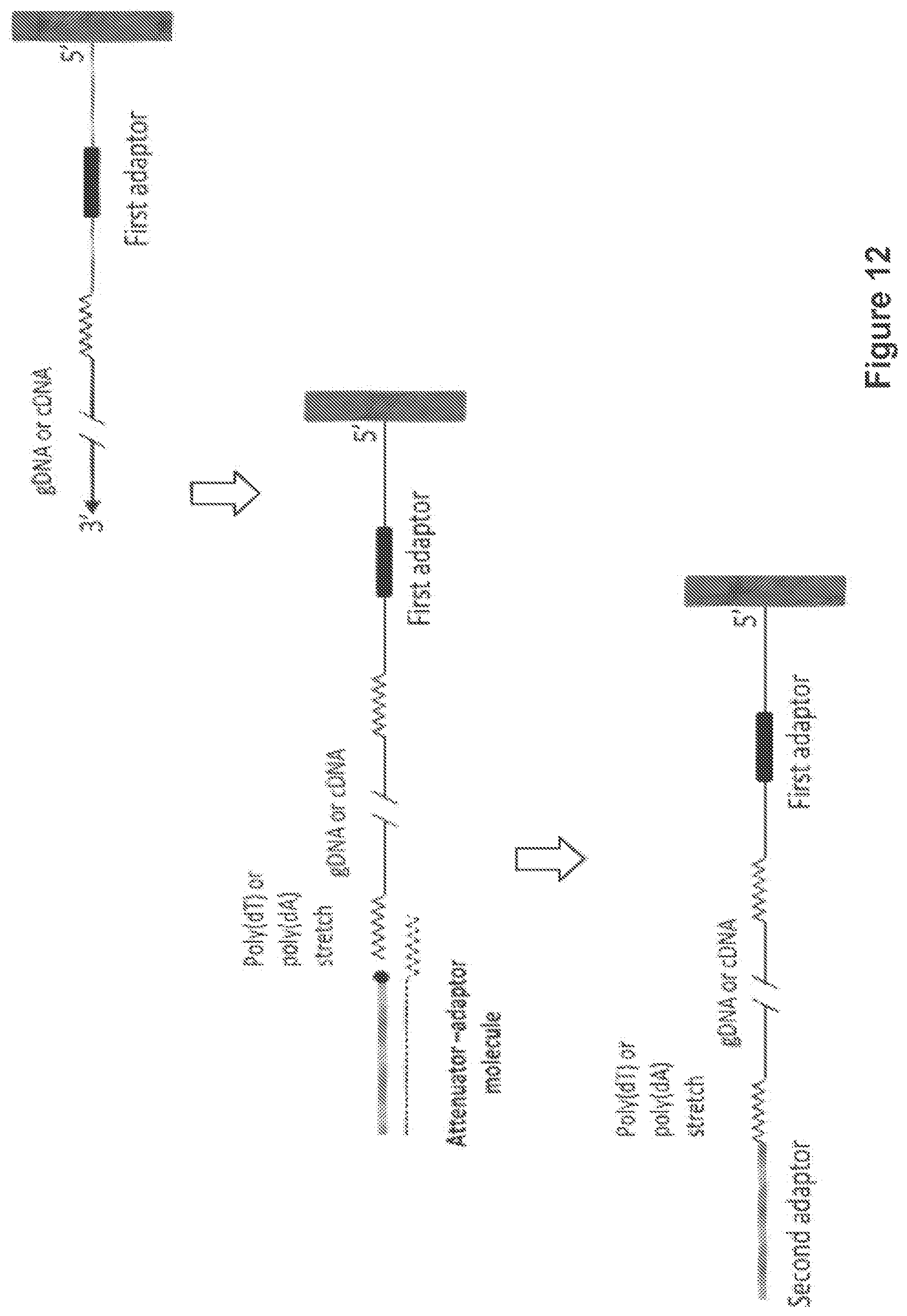 Patent US12104194 Figure 12 – Methods and compositions for size-controlled homopolymer tailing of substrate polynucleotides by a nucleic acid polymerase