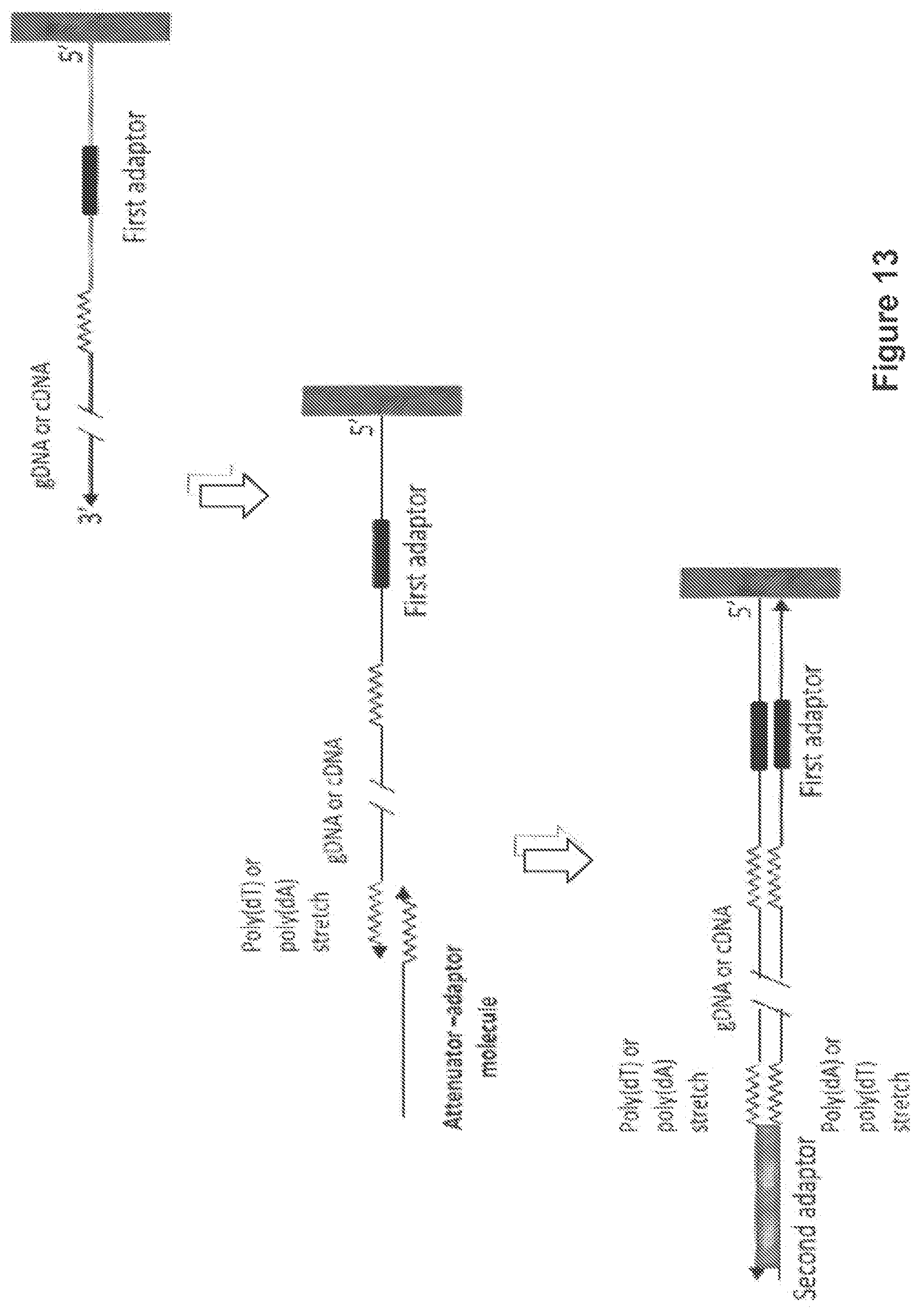 Patent US12104194 Figure 13 – Methods and compositions for size-controlled homopolymer tailing of substrate polynucleotides by a nucleic acid polymerase