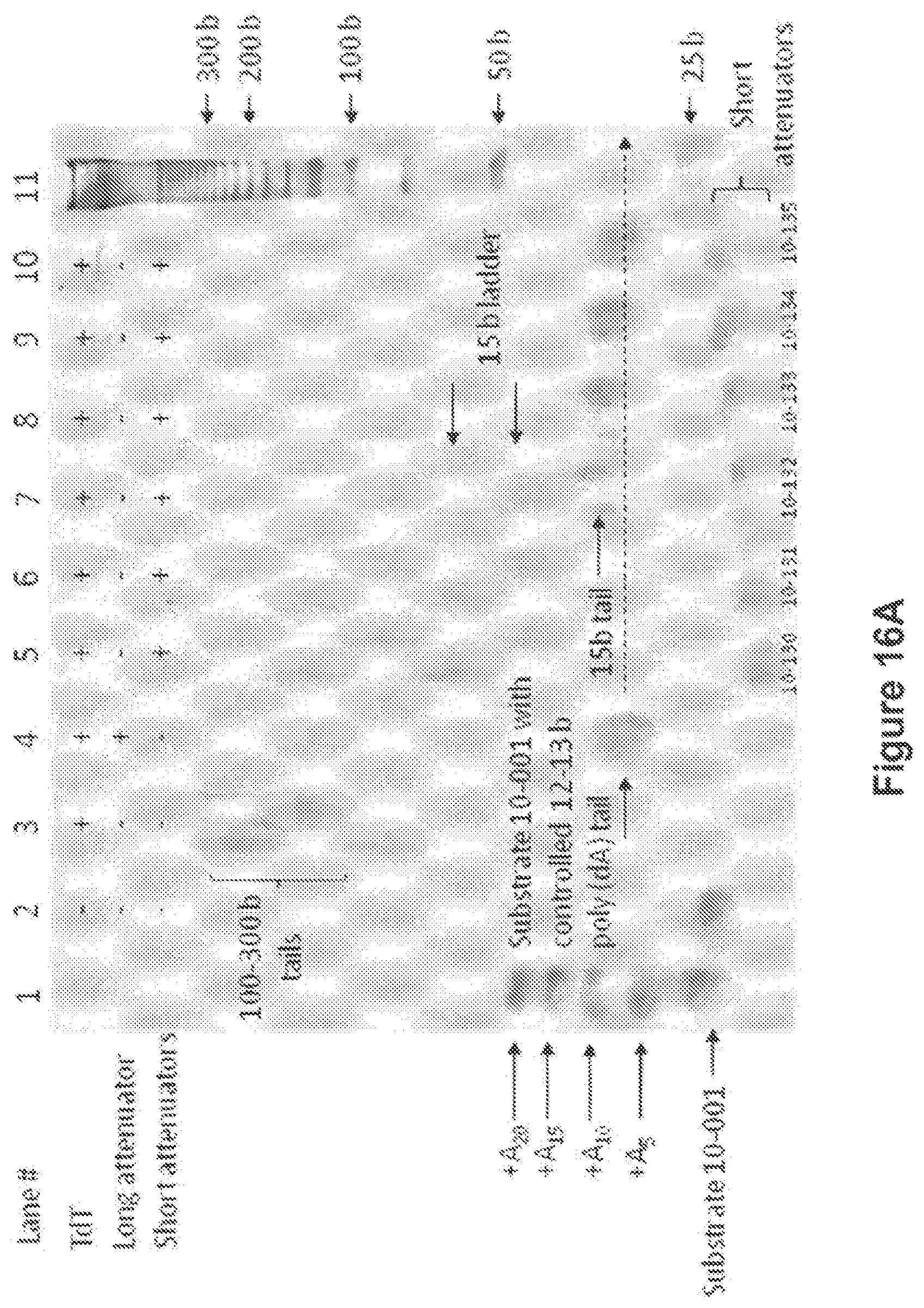 Patent US12104194 Figure 16 – Methods and compositions for size-controlled homopolymer tailing of substrate polynucleotides by a nucleic acid polymerase