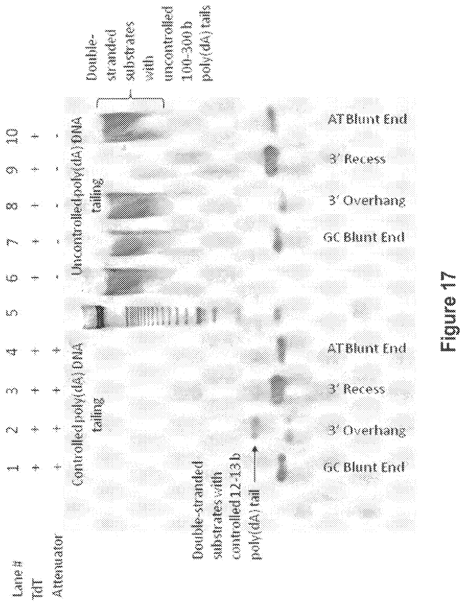 Patent US12104194 Figure 18 – Methods and compositions for size-controlled homopolymer tailing of substrate polynucleotides by a nucleic acid polymerase
