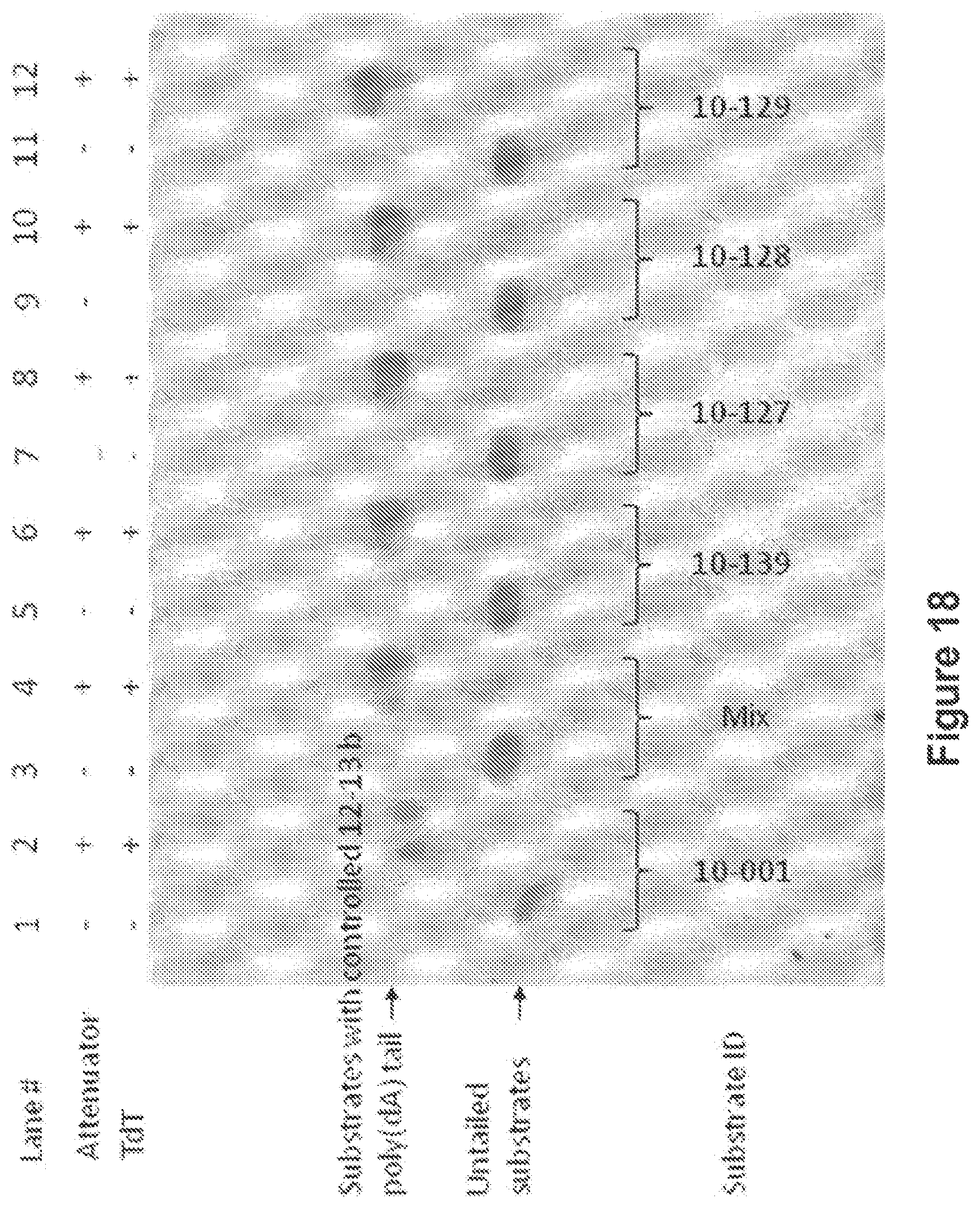 Patent US12104194 Figure 19 – Methods and compositions for size-controlled homopolymer tailing of substrate polynucleotides by a nucleic acid polymerase