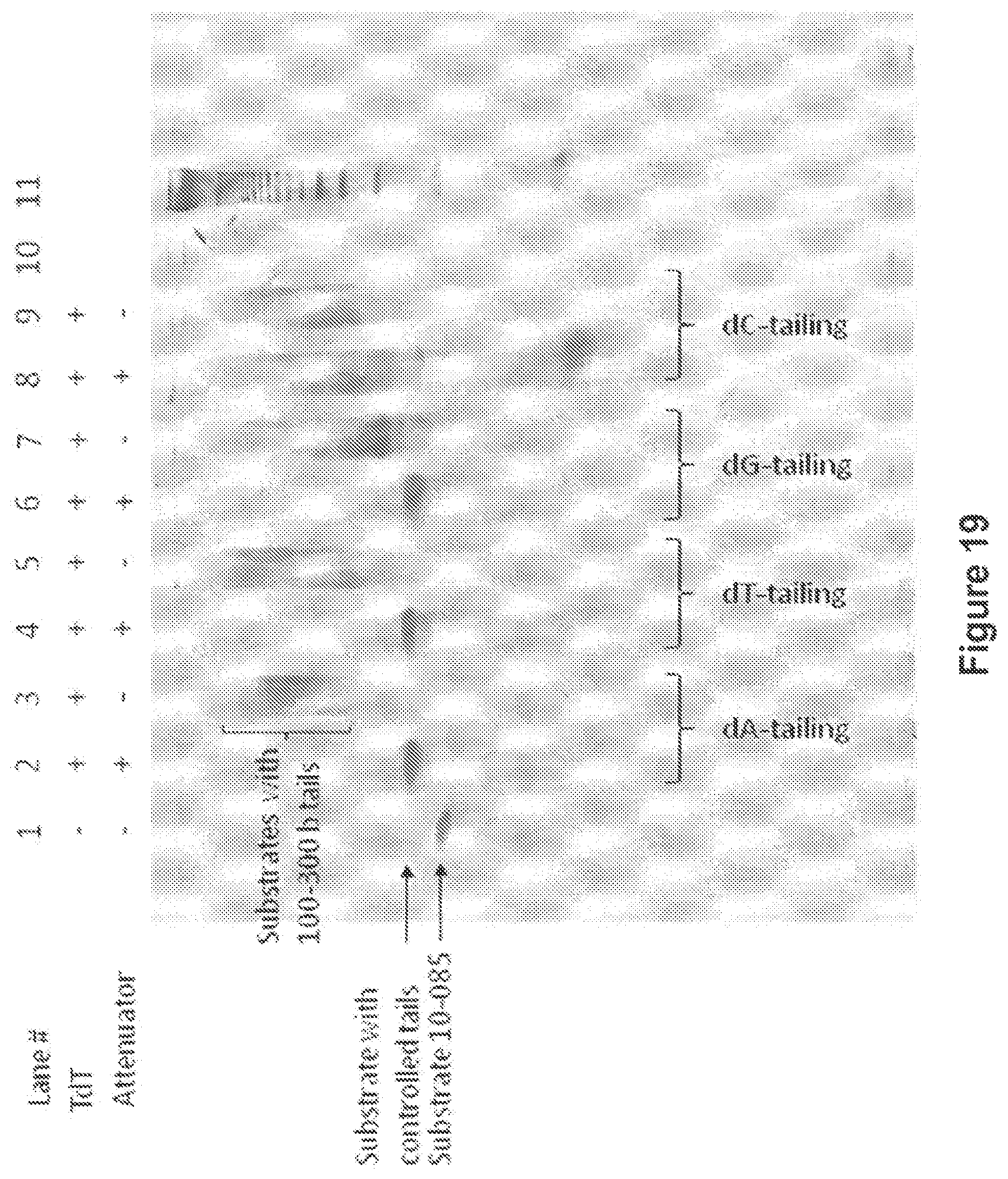 Patent US12104194 Figure 20 – Methods and compositions for size-controlled homopolymer tailing of substrate polynucleotides by a nucleic acid polymerase