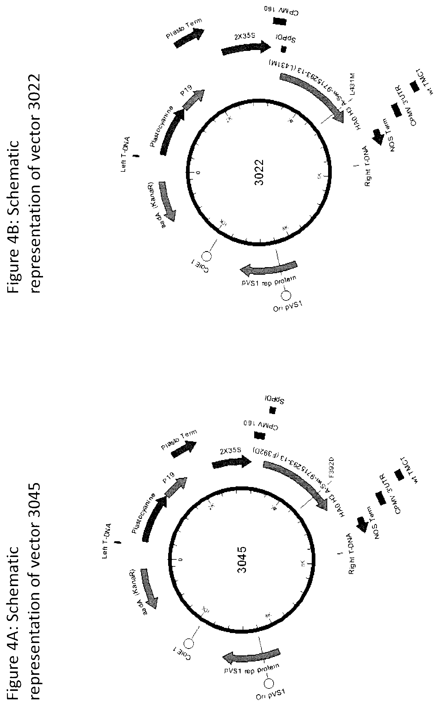 Patent US12104196 Figure 4 – Influenza virus hemagglutinin mutants