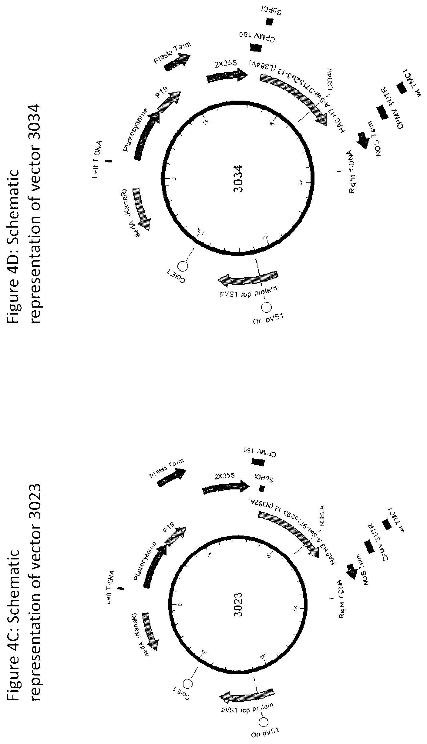Patent US12104196 Figure 5 – Influenza virus hemagglutinin mutants
