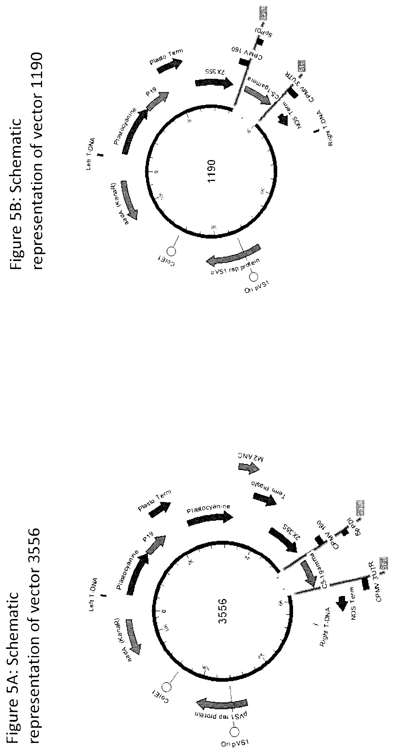 Patent US12104196 Figure 6 – Influenza virus hemagglutinin mutants
