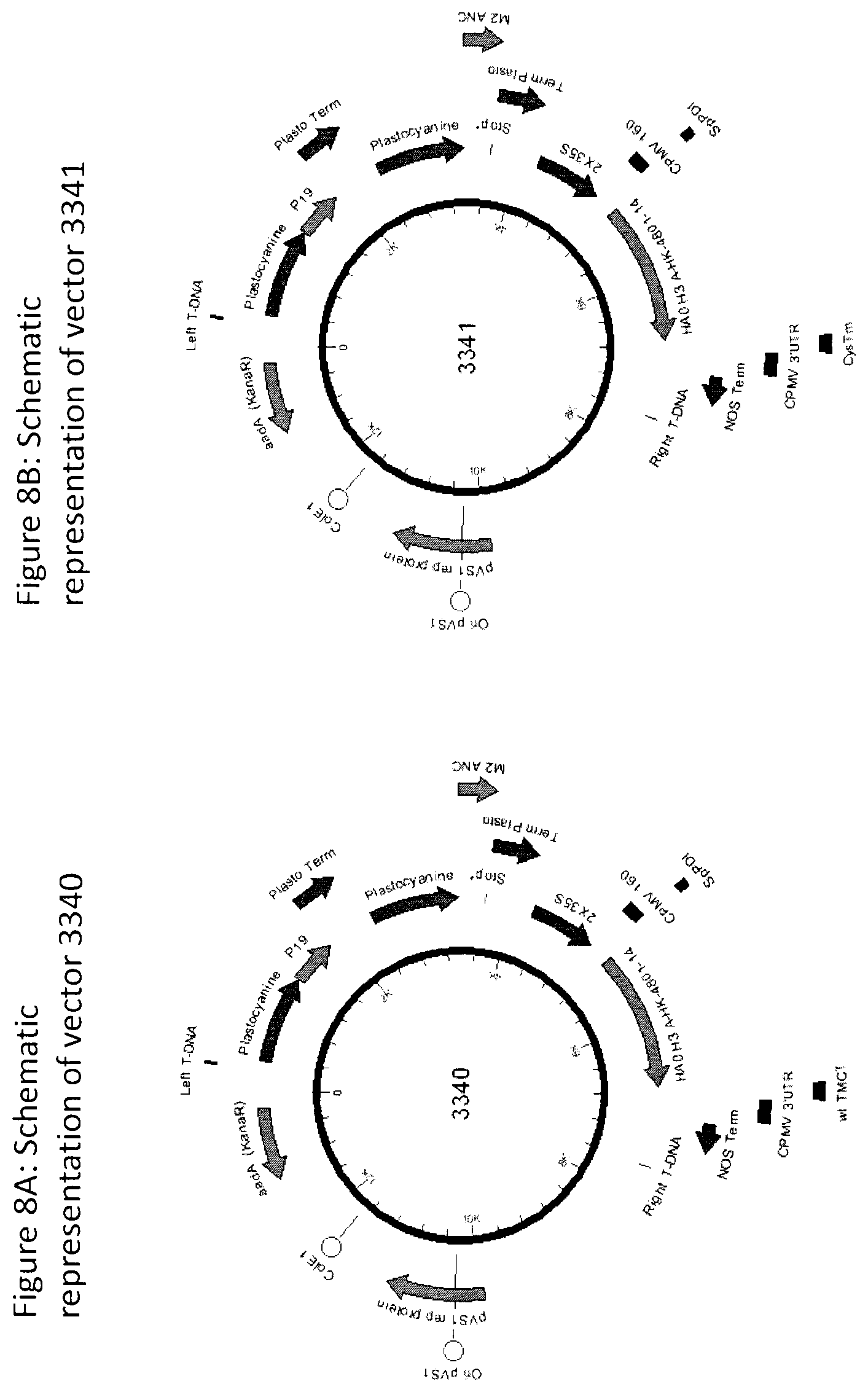 Patent US12104196 Figure 10 – Influenza virus hemagglutinin mutants