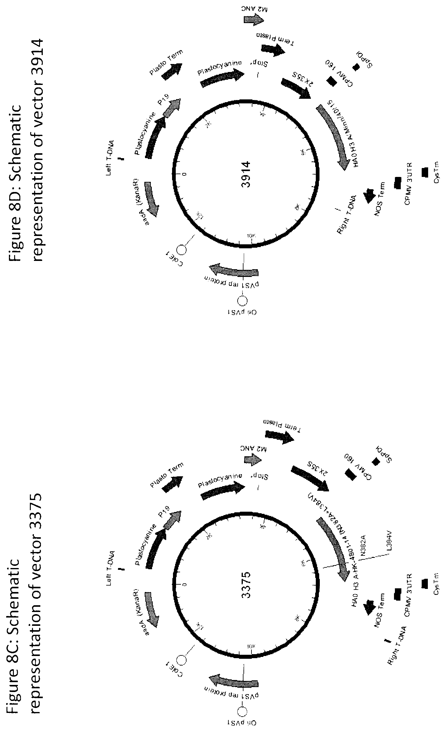 Patent US12104196 Figure 11 – Influenza virus hemagglutinin mutants