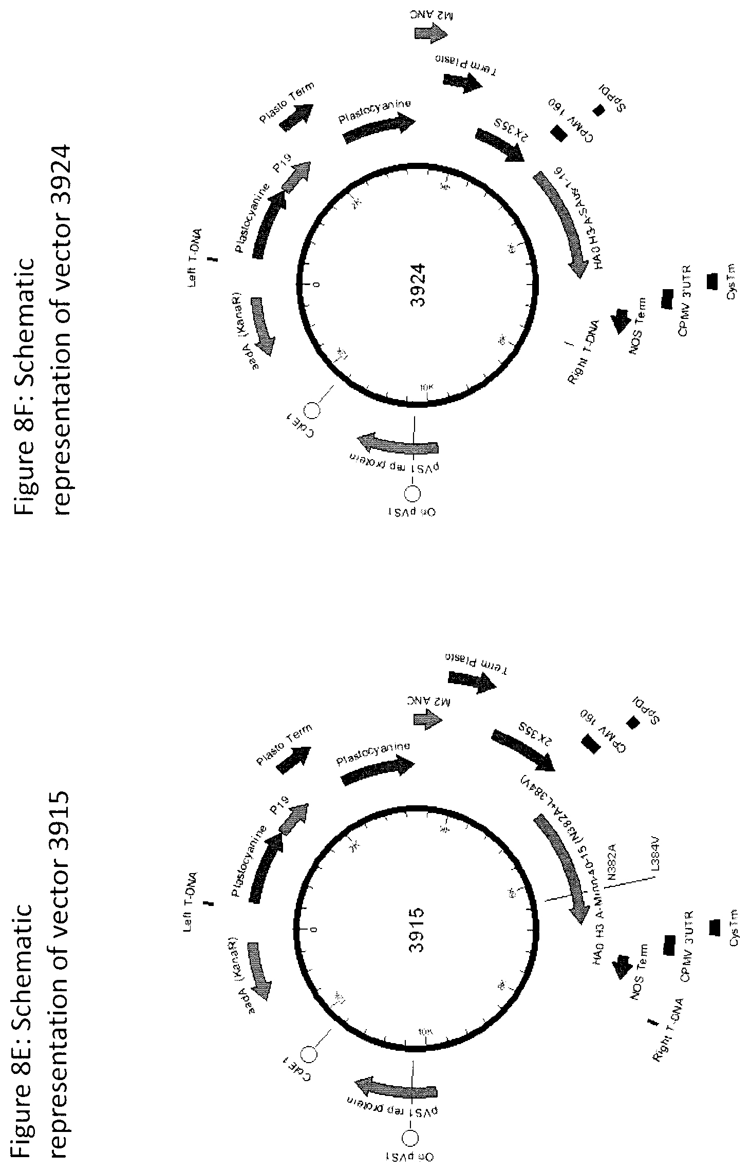 Patent US12104196 Figure 12 – Influenza virus hemagglutinin mutants