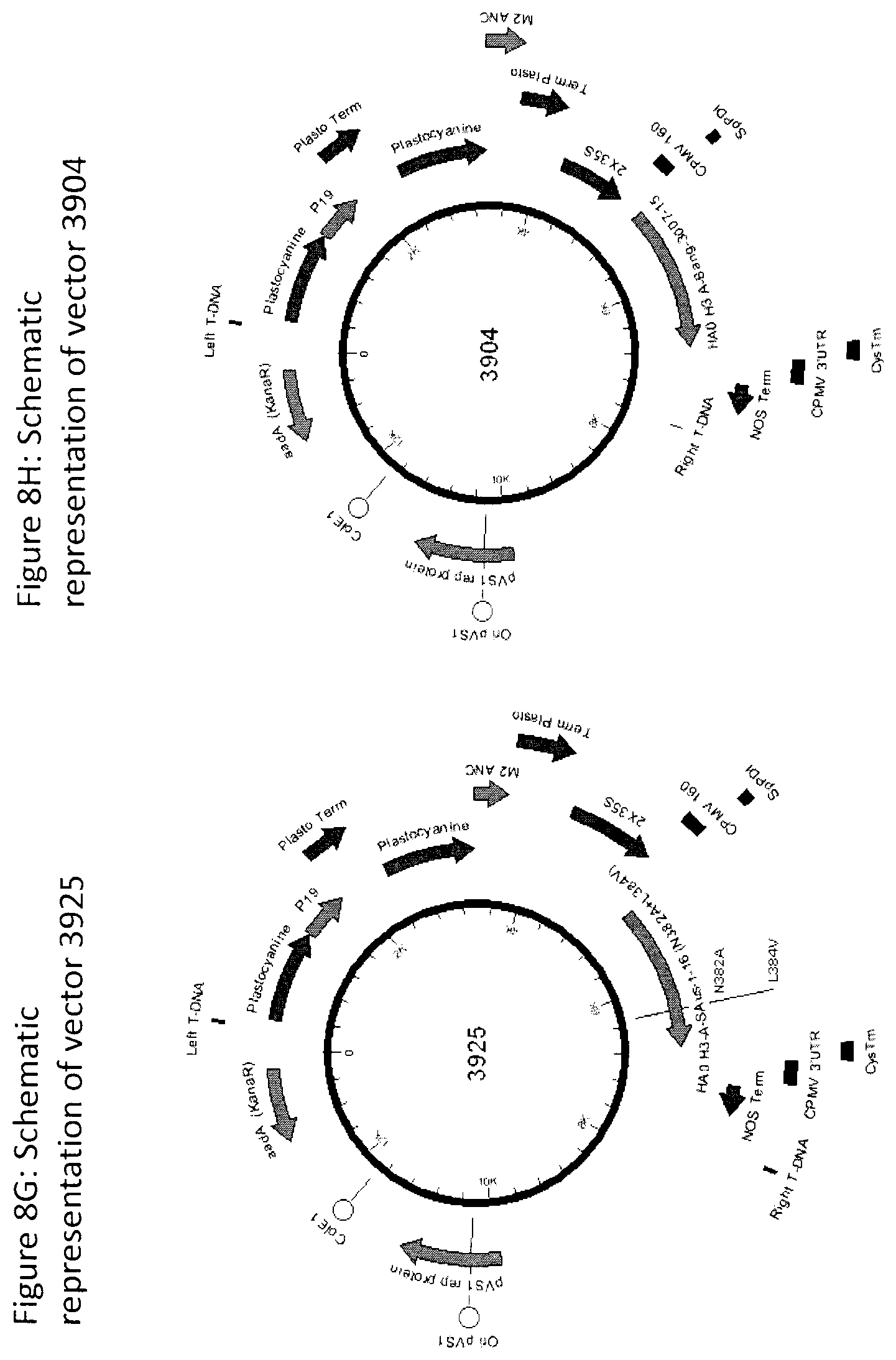 Patent US12104196 Figure 13 – Influenza virus hemagglutinin mutants