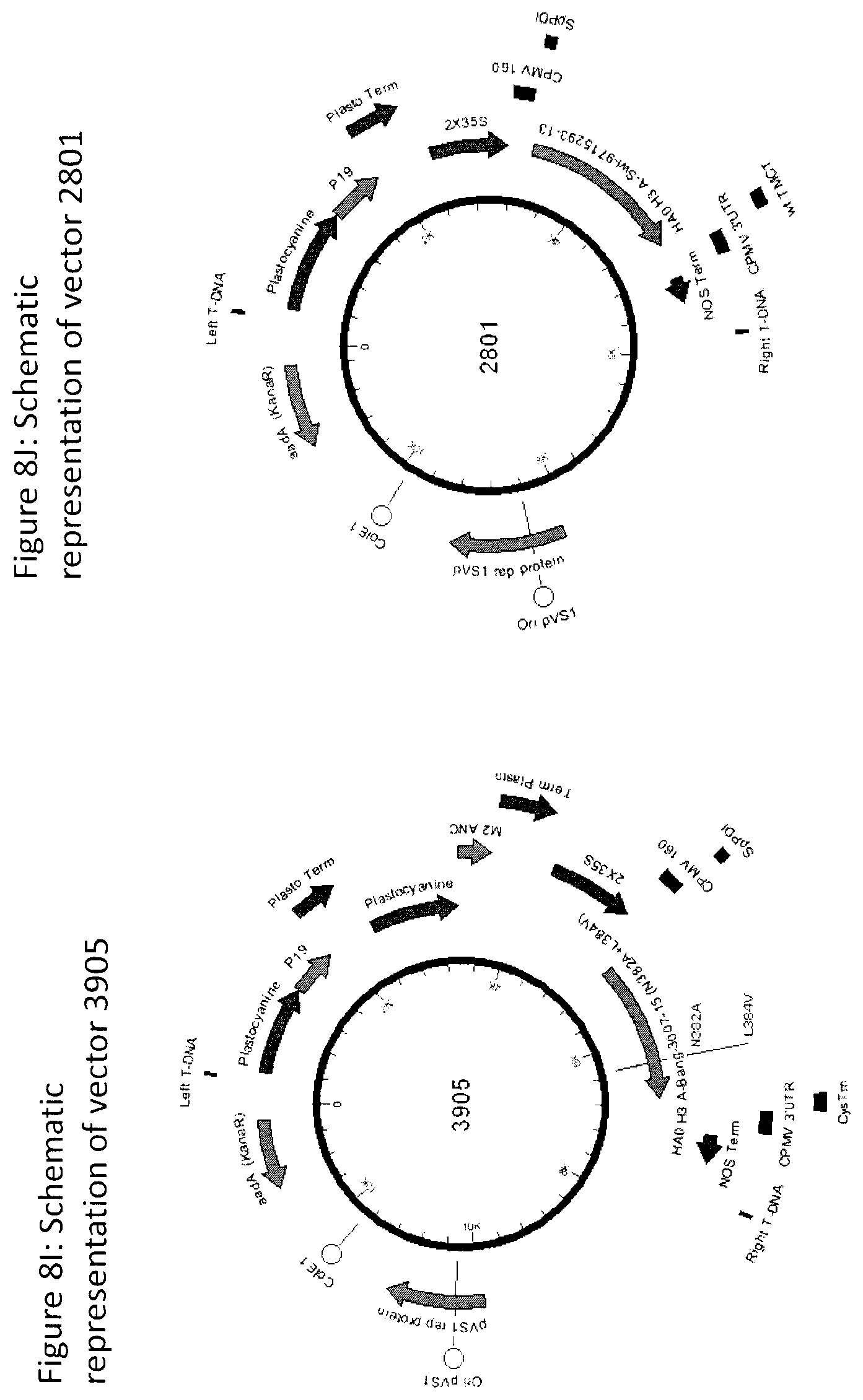 Patent US12104196 Figure 14 – Influenza virus hemagglutinin mutants