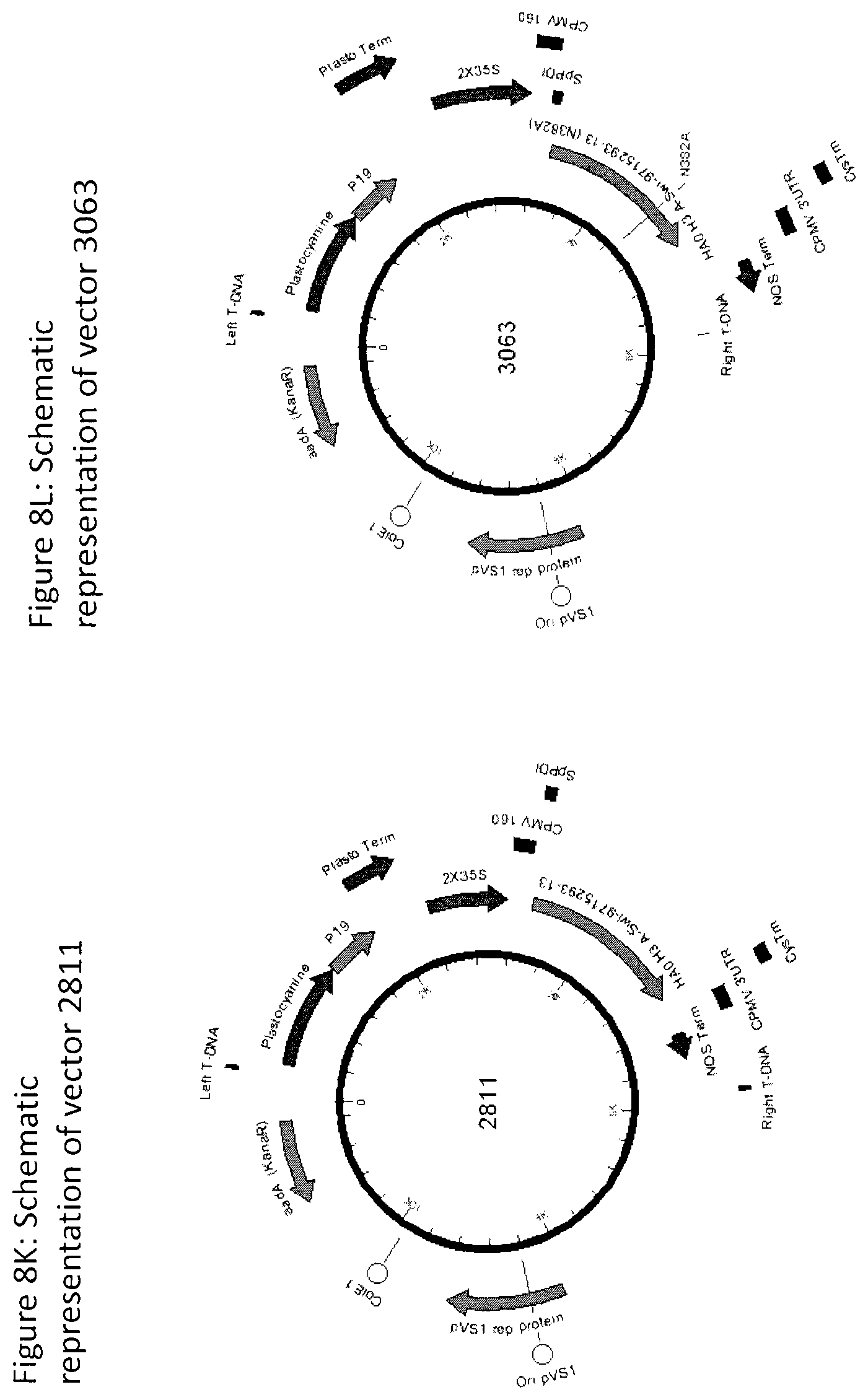 Patent US12104196 Figure 15 – Influenza virus hemagglutinin mutants