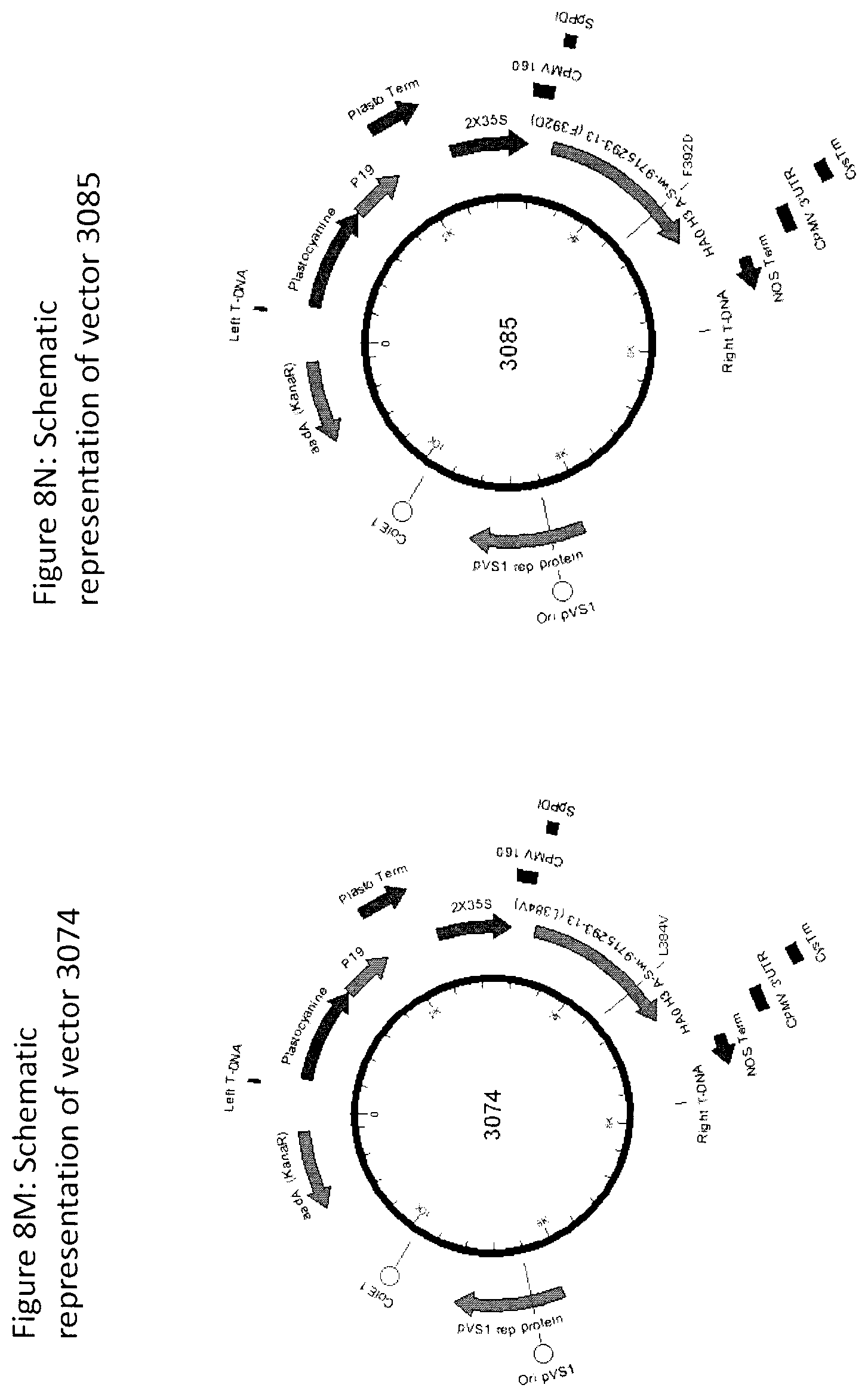 Patent US12104196 Figure 16 – Influenza virus hemagglutinin mutants