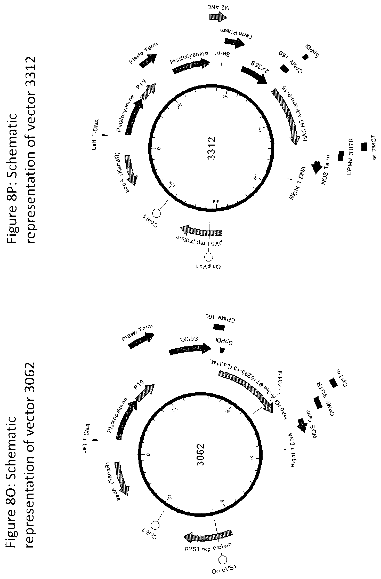 Patent US12104196 Figure 17 – Influenza virus hemagglutinin mutants