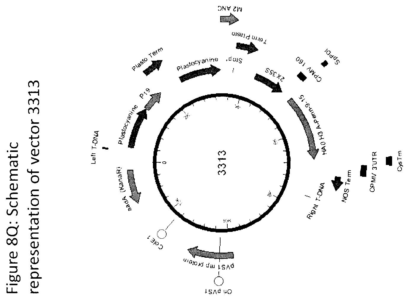 Patent US12104196 Figure 18 – Influenza virus hemagglutinin mutants