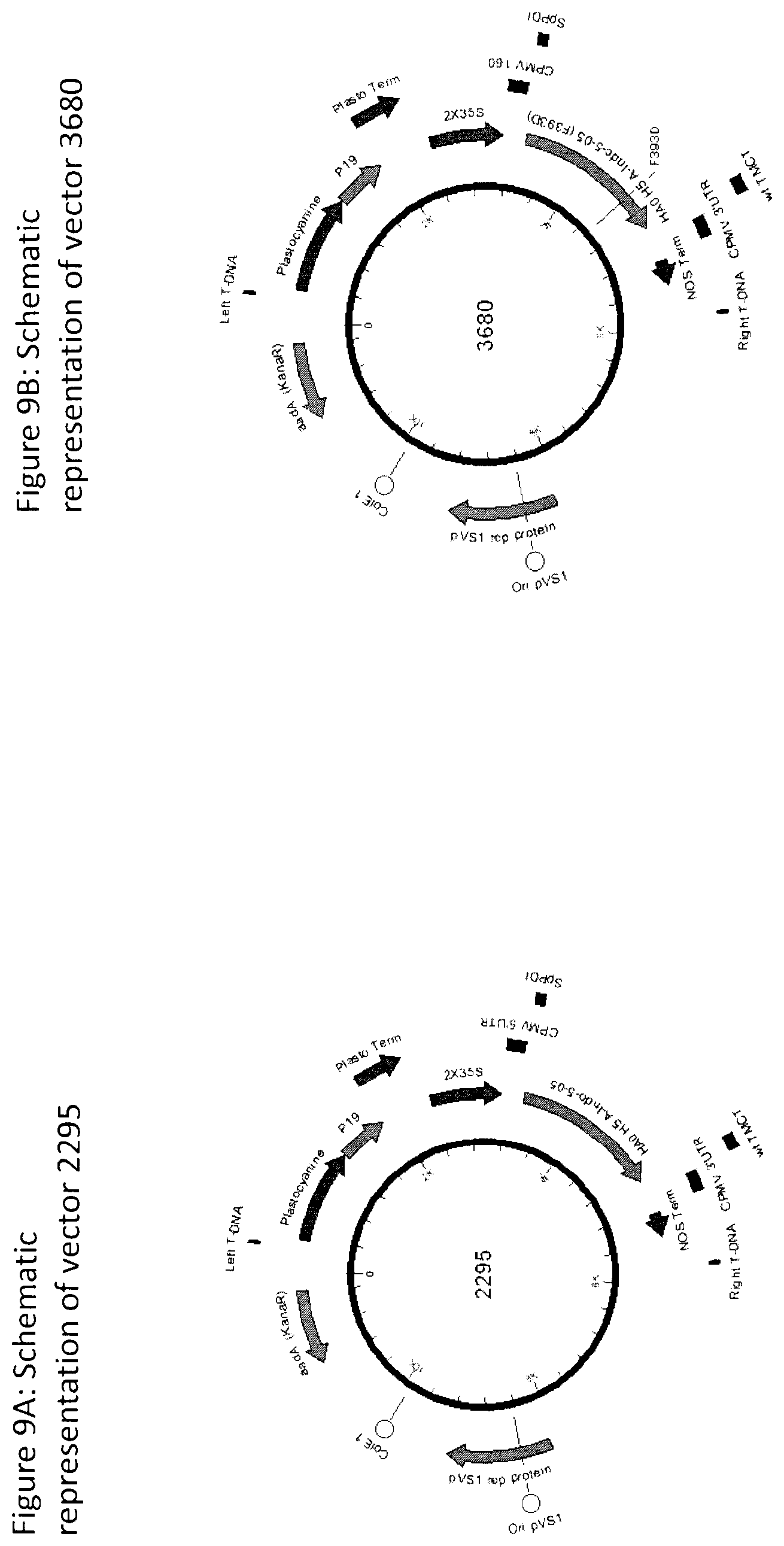 Patent US12104196 Figure 20 – Influenza virus hemagglutinin mutants