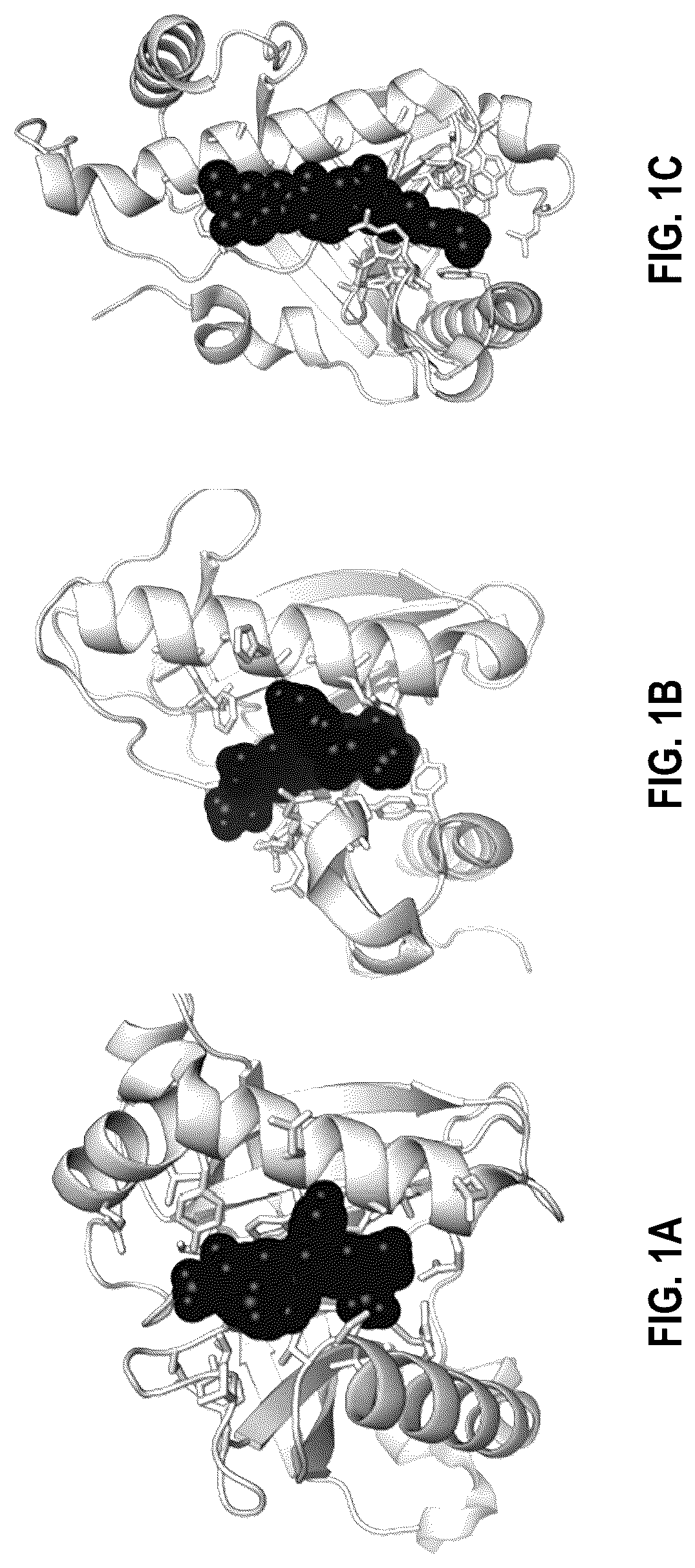 Patent US12104201 Figure 1 – Engineered gyri-like mutein aptamers, and related methods