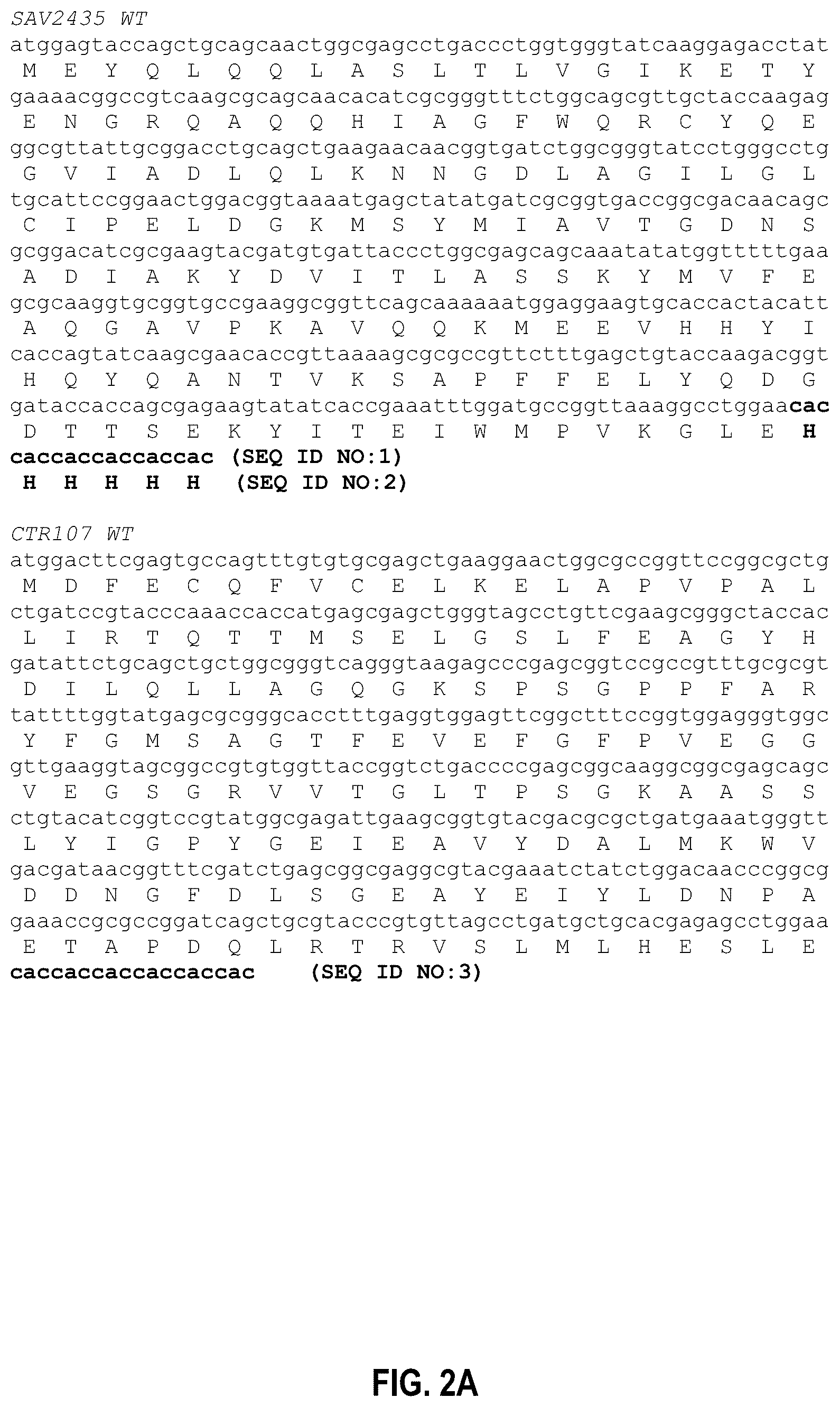 Patent US12104201 Figure 2 – Engineered gyri-like mutein aptamers, and related methods