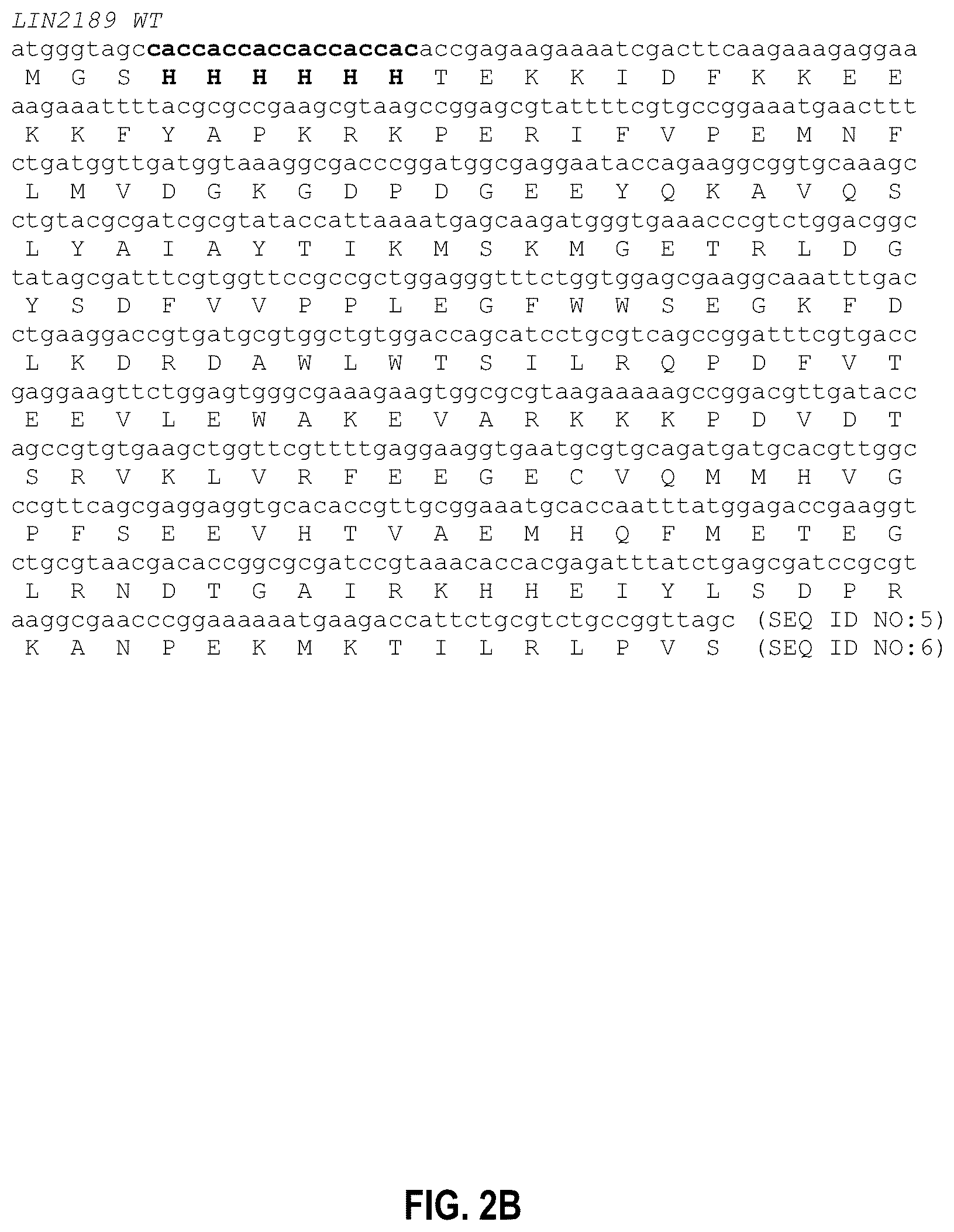 Patent US12104201 Figure 3 – Engineered gyri-like mutein aptamers, and related methods