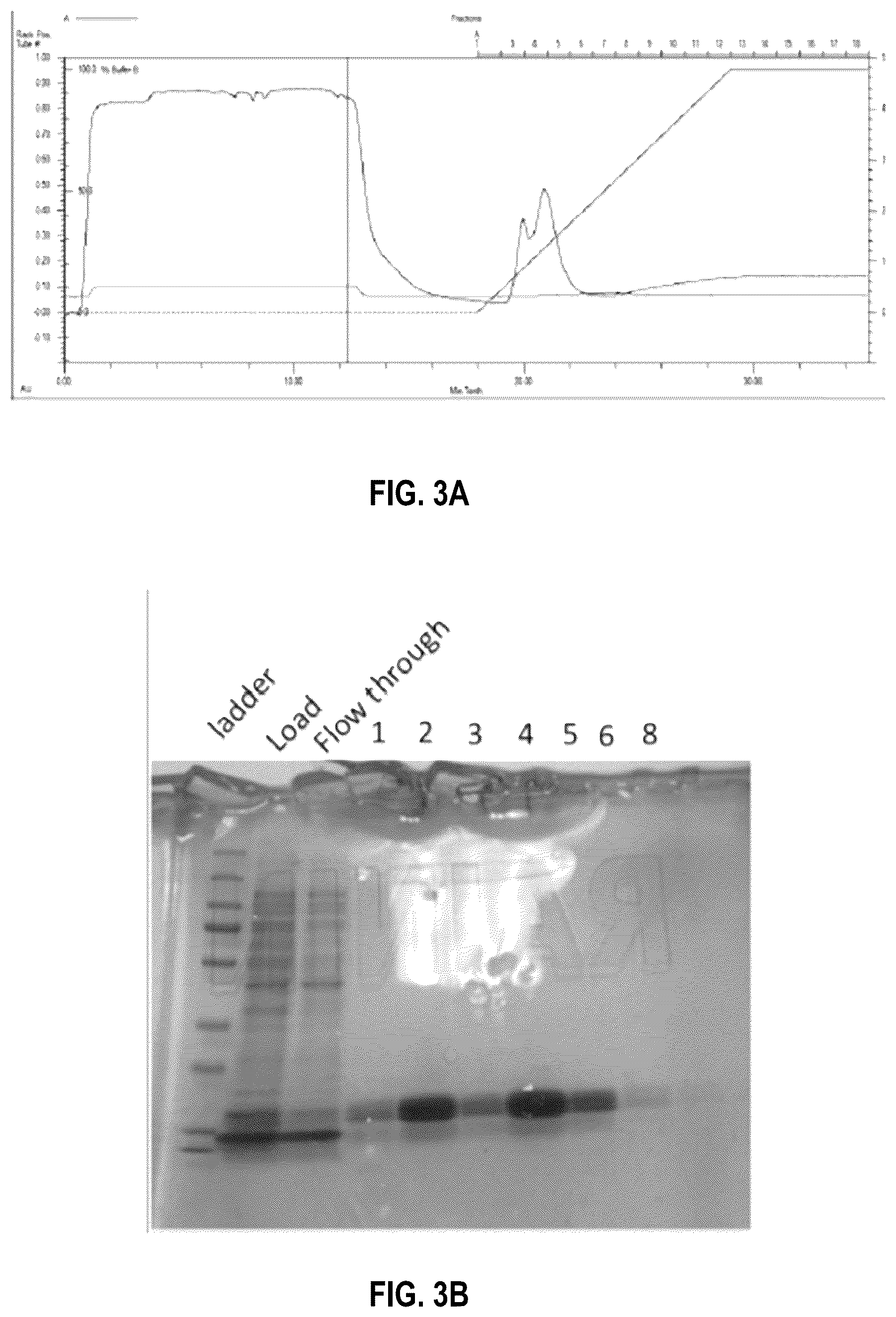 Patent US12104201 Figure 4 – Engineered gyri-like mutein aptamers, and related methods