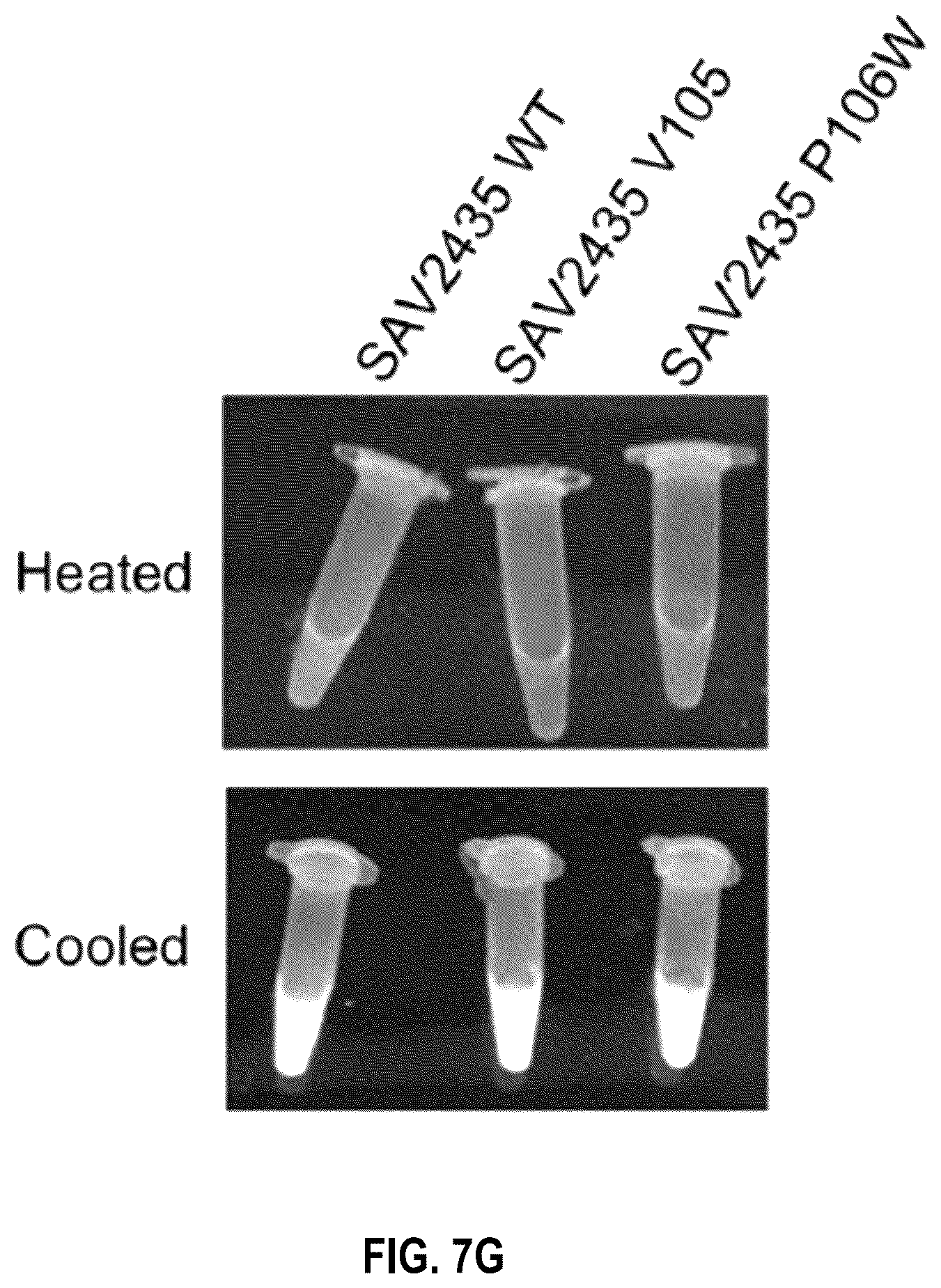 Patent US12104201 Figure 12 – Engineered gyri-like mutein aptamers, and related methods