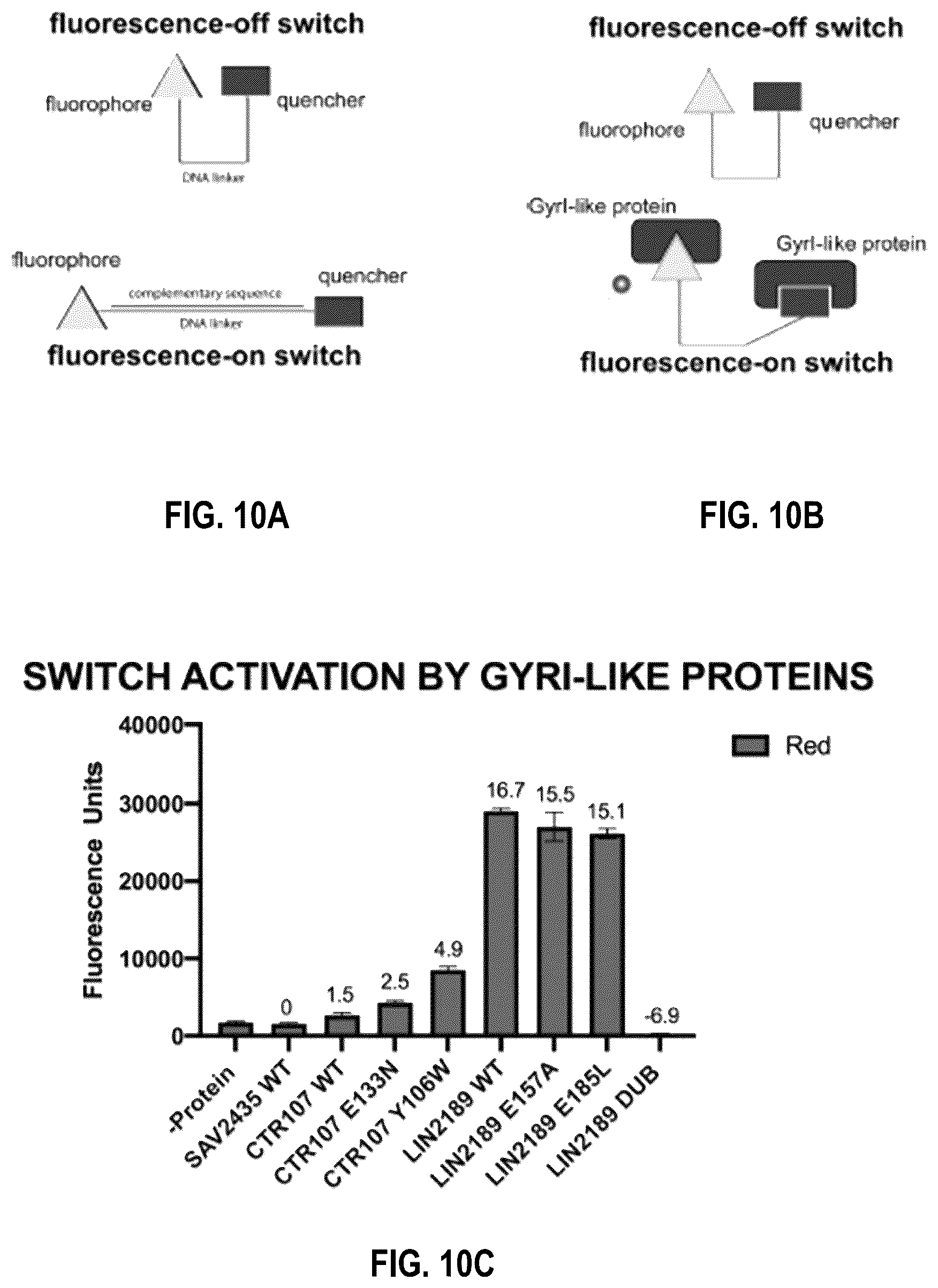 Patent US12104201 Figure 15 – Engineered gyri-like mutein aptamers, and related methods
